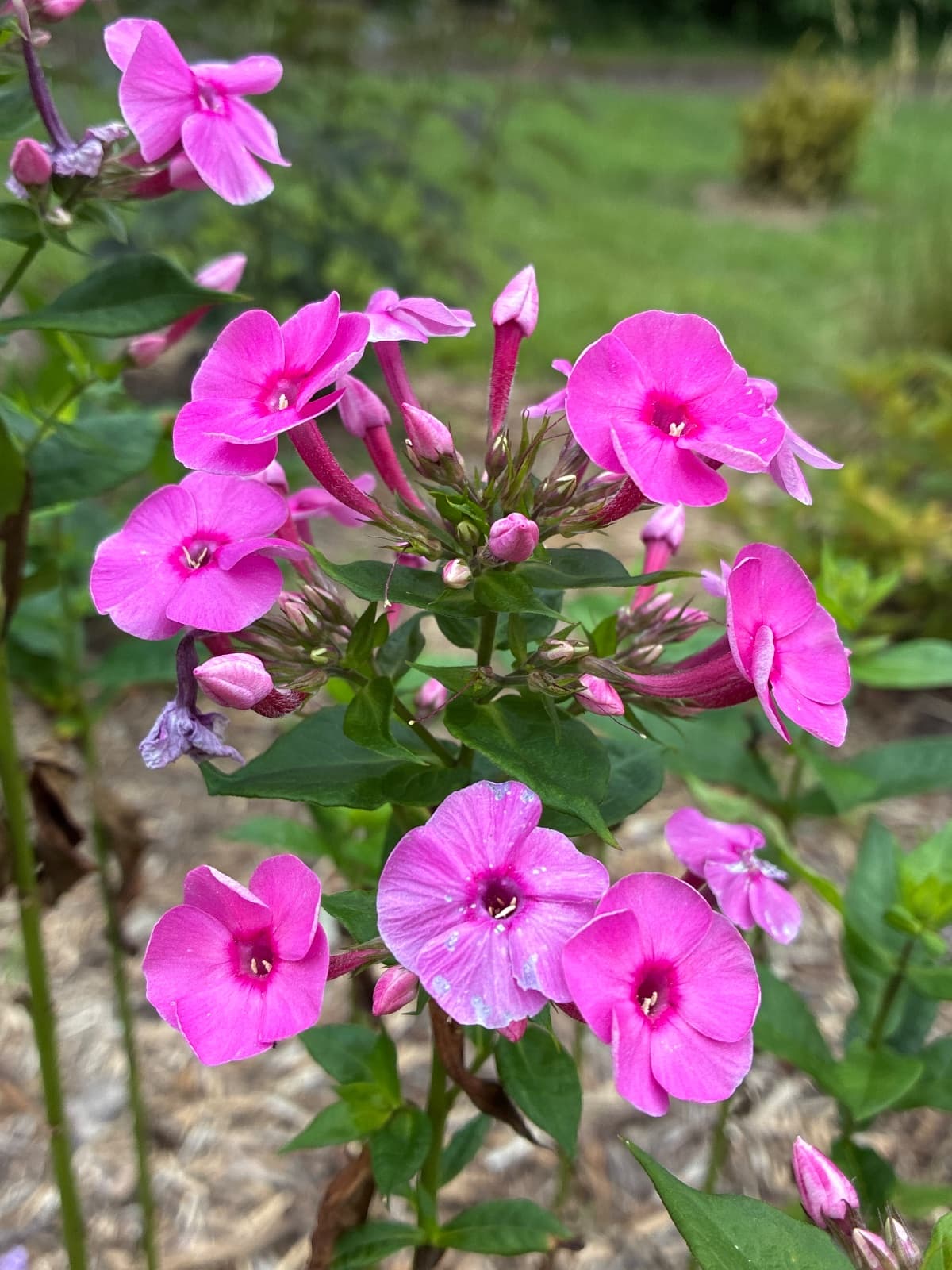 Pink Tall Phlox