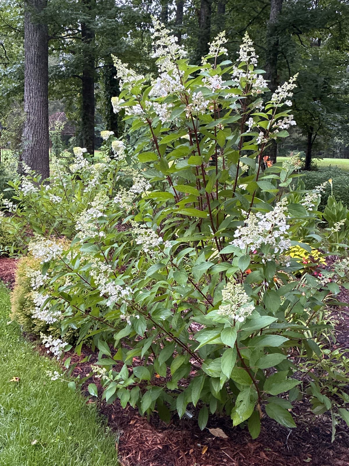 Pinky Winky Panicle Hydrangea