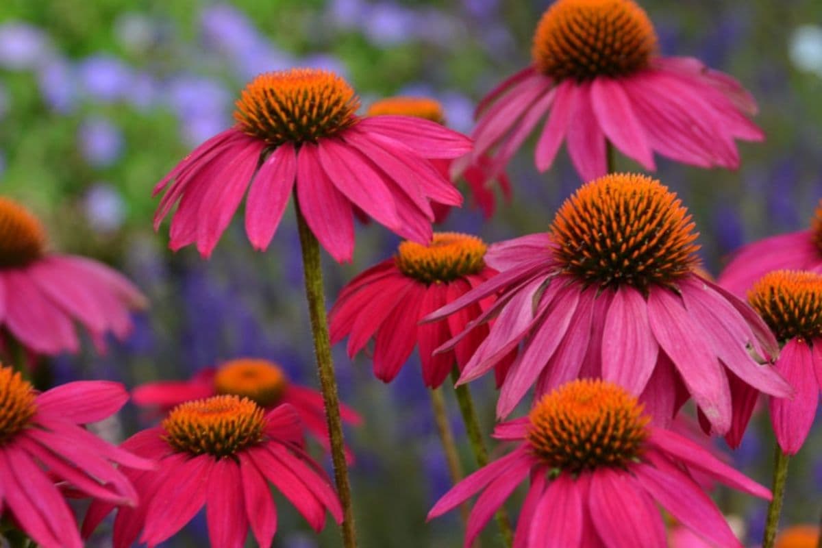 Pow Wow Wildberry Coneflower