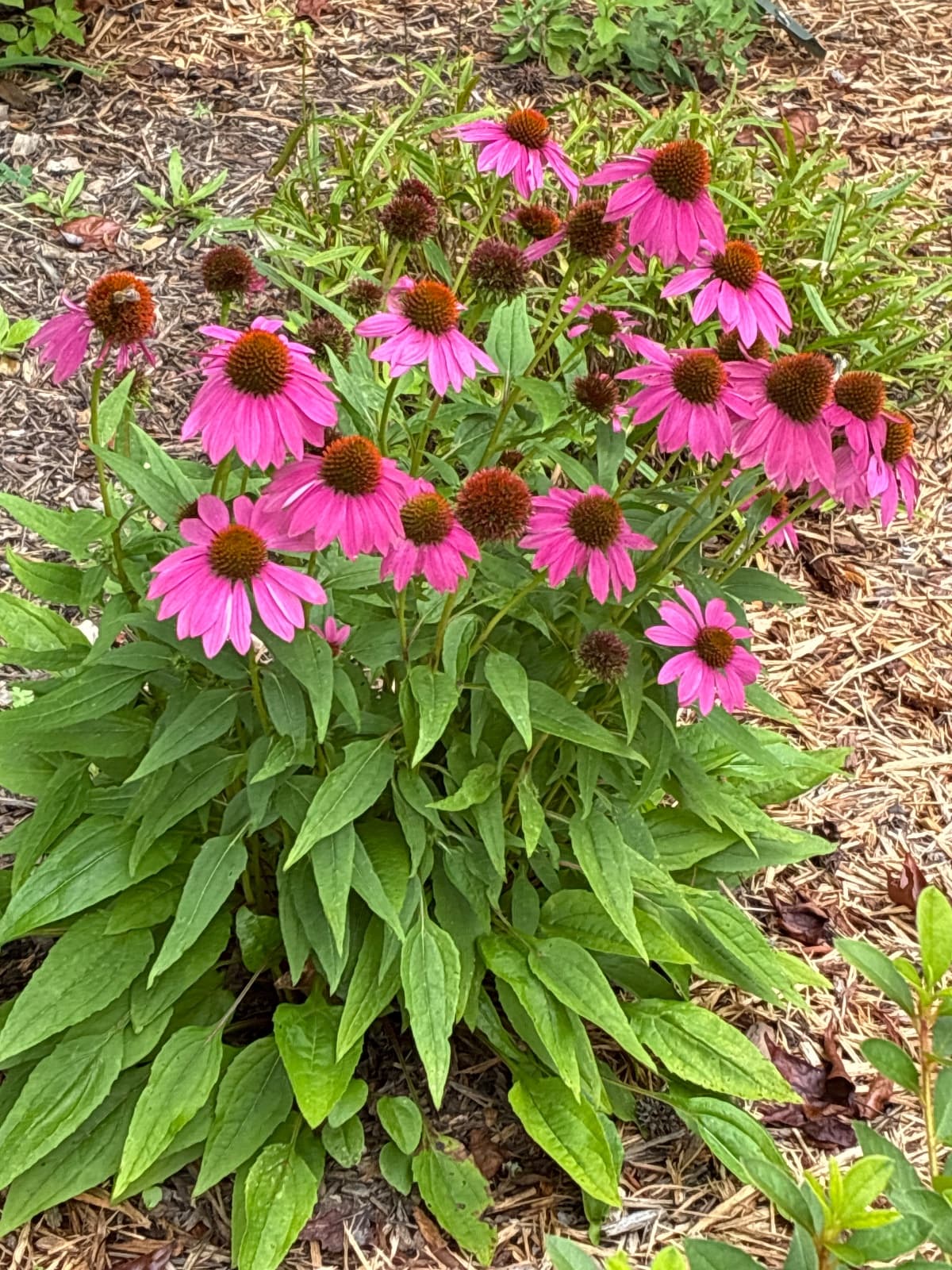 PowWow Wild Berry