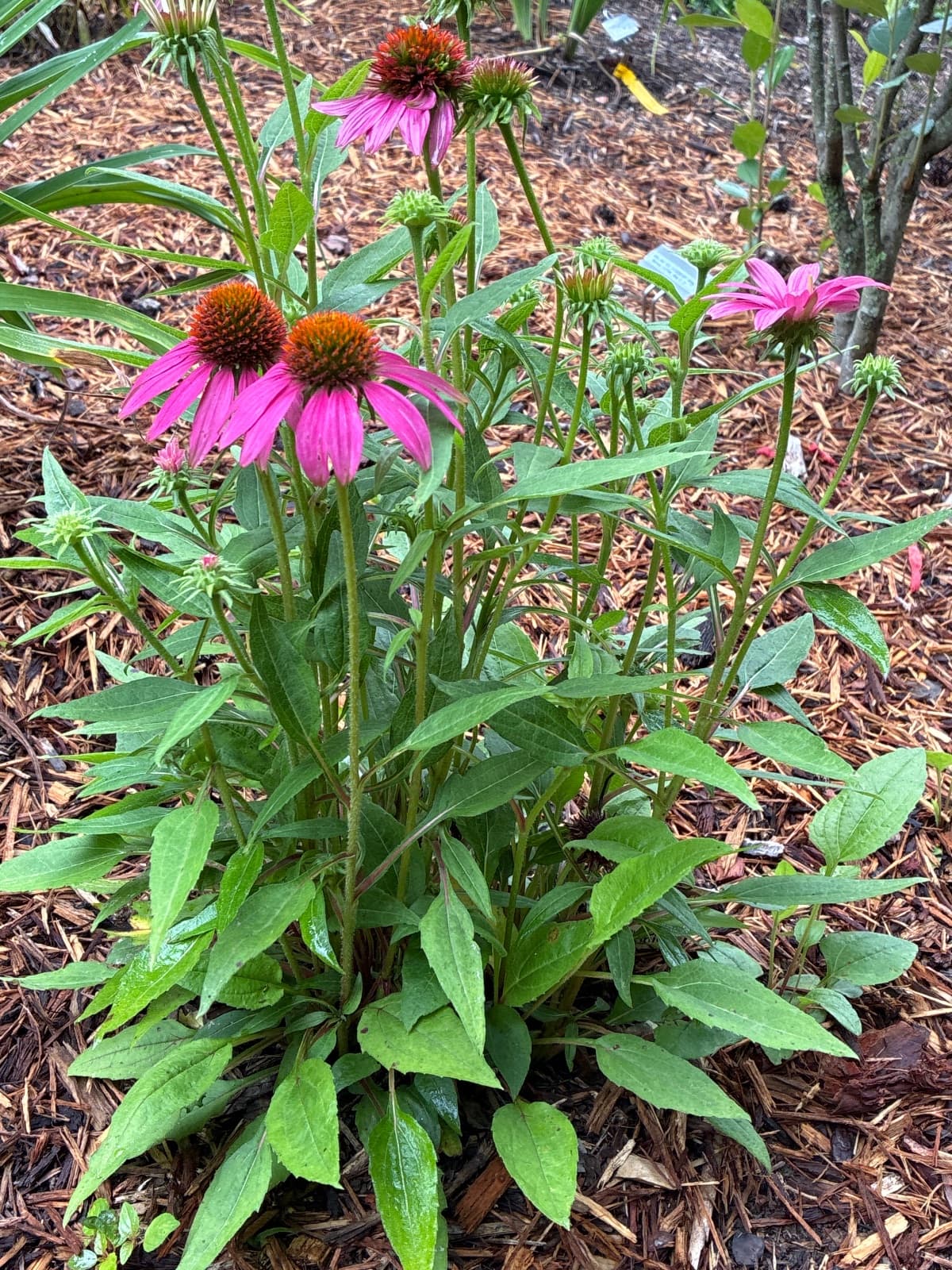 PowWow Wild Berry Coneflower