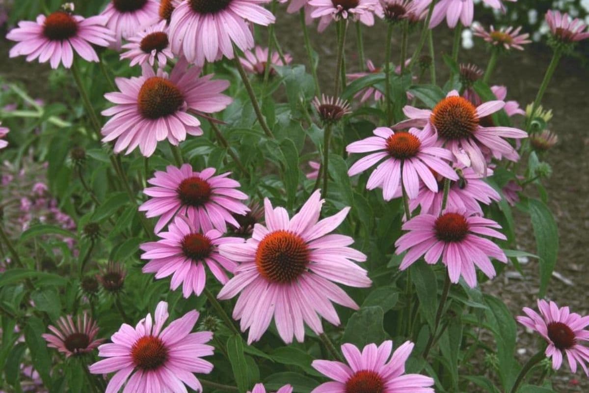 Prairie Splendor Coneflower