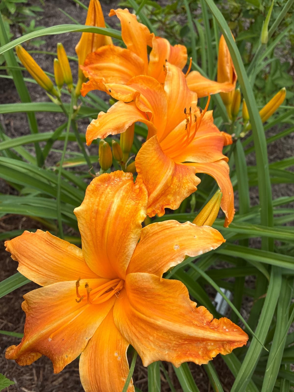 Primal Scream Daylily