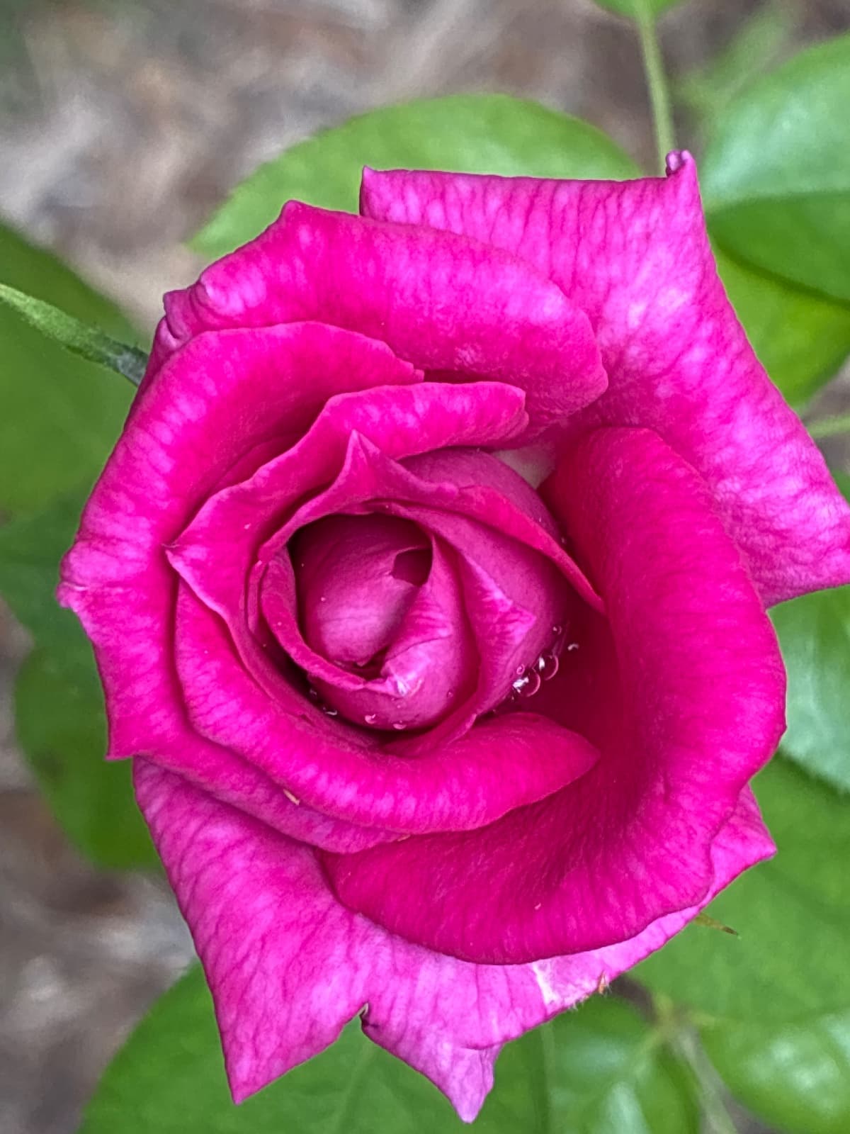 Purple Beauty Hybrid Tea Rose