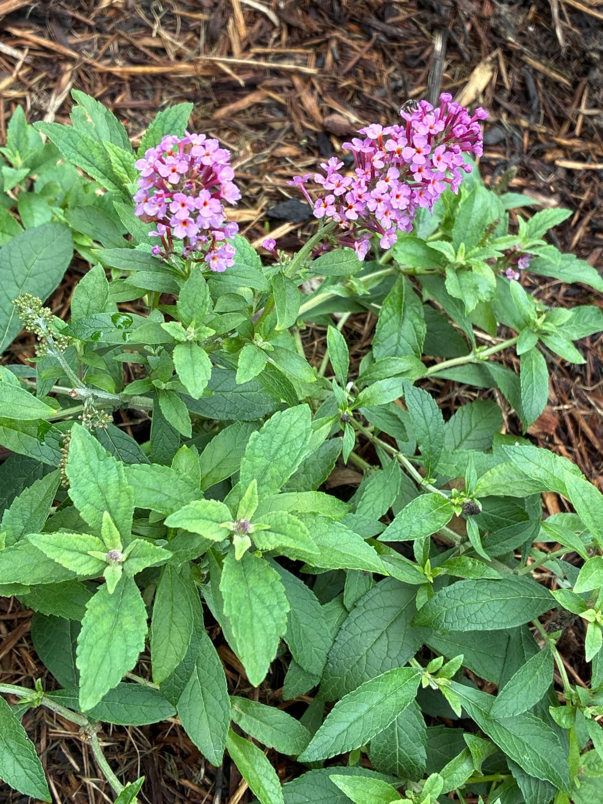 Purple Candy Butterfly Bush