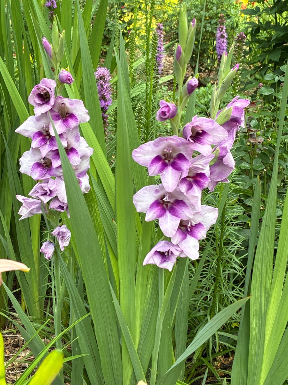 Purple Gladiolus