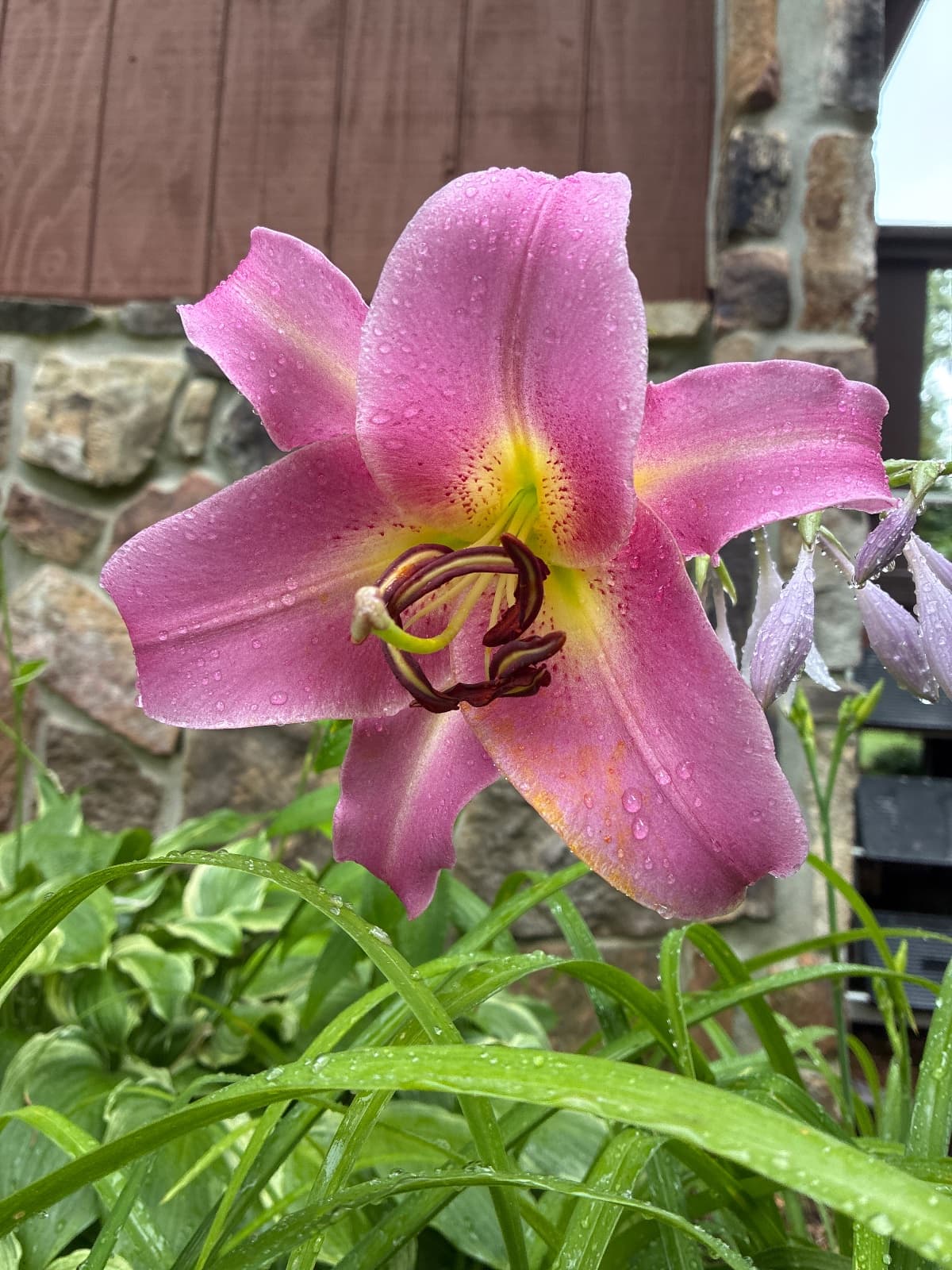Purple Lilies