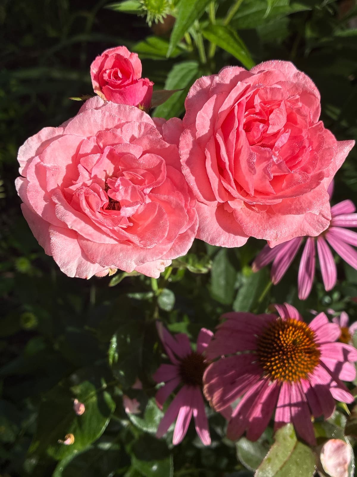 Queen Elizabeth Grandiflora Rise