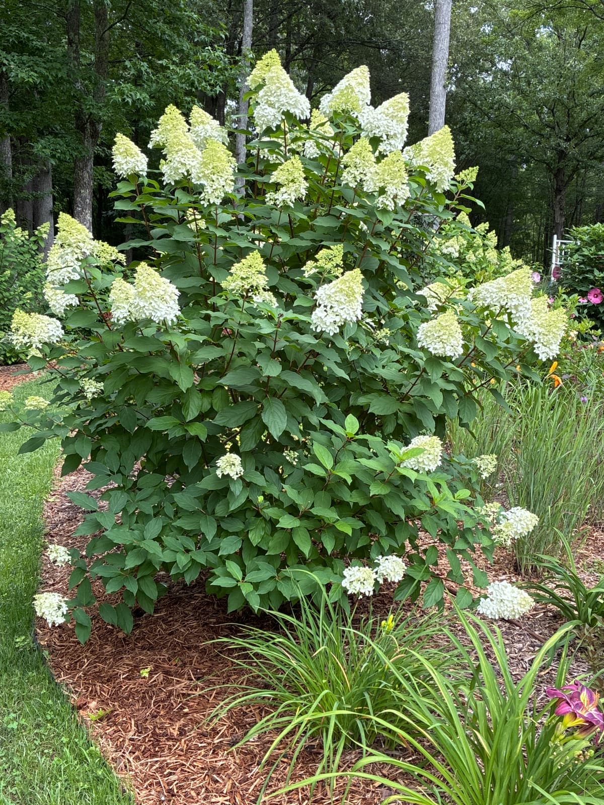 Quick Fire Fab Hydrangea