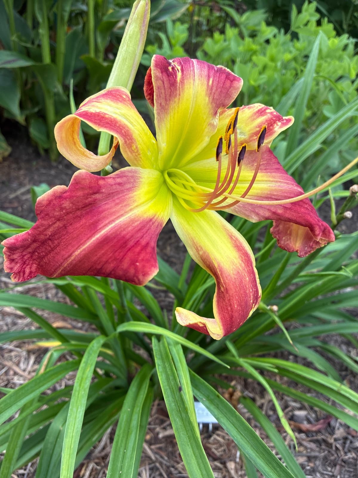 Ramar of the Jungle Daylily