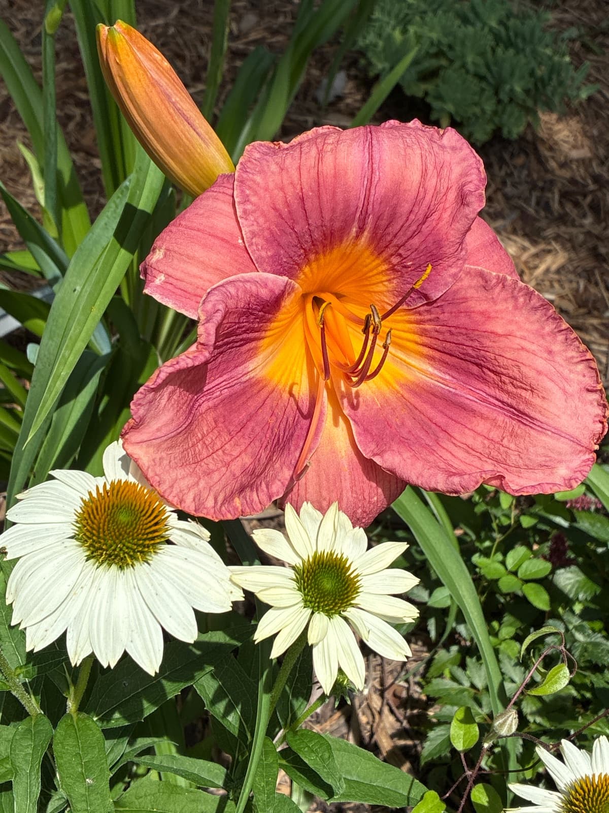 Raspberry Sunshine Daylily