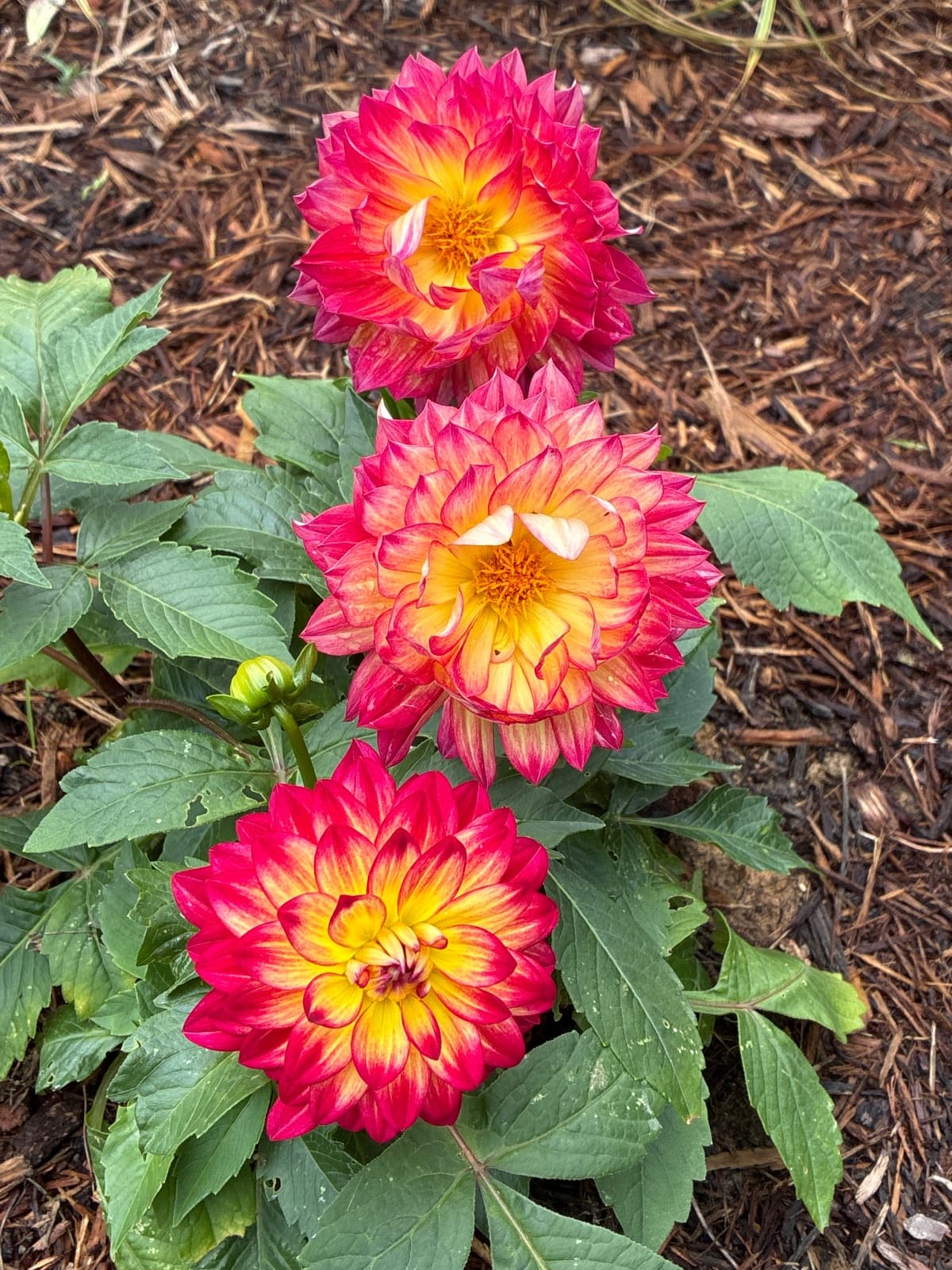 Red and Yellow Dalias