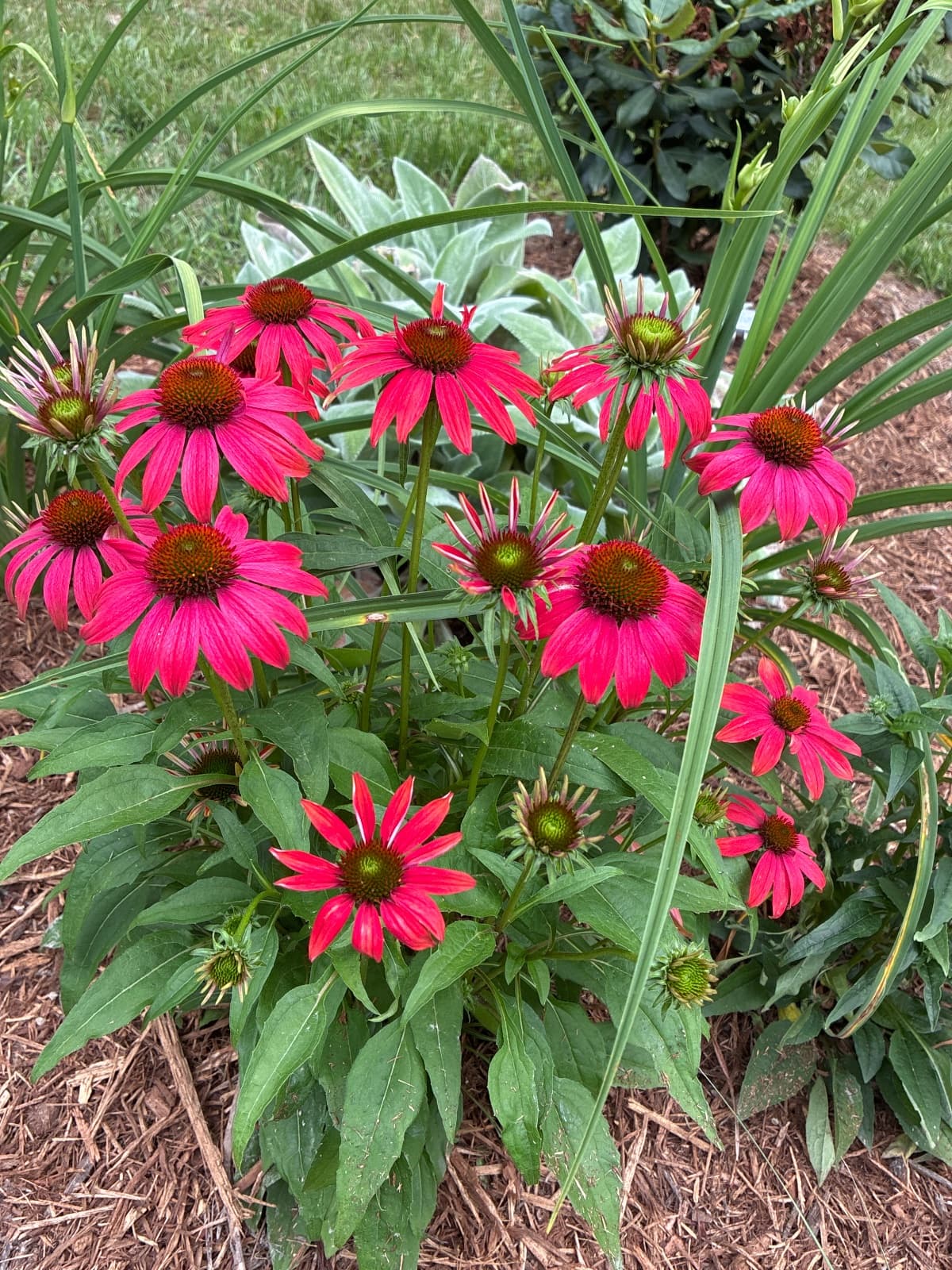 Red Coneflowers
