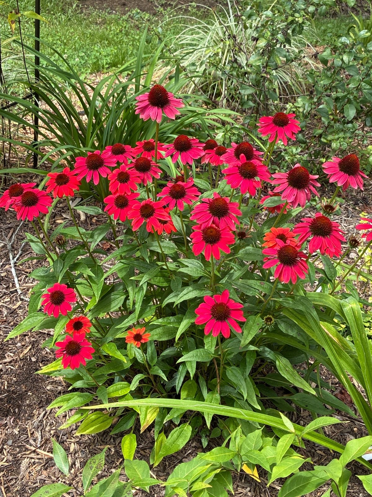 Red Coneflowers