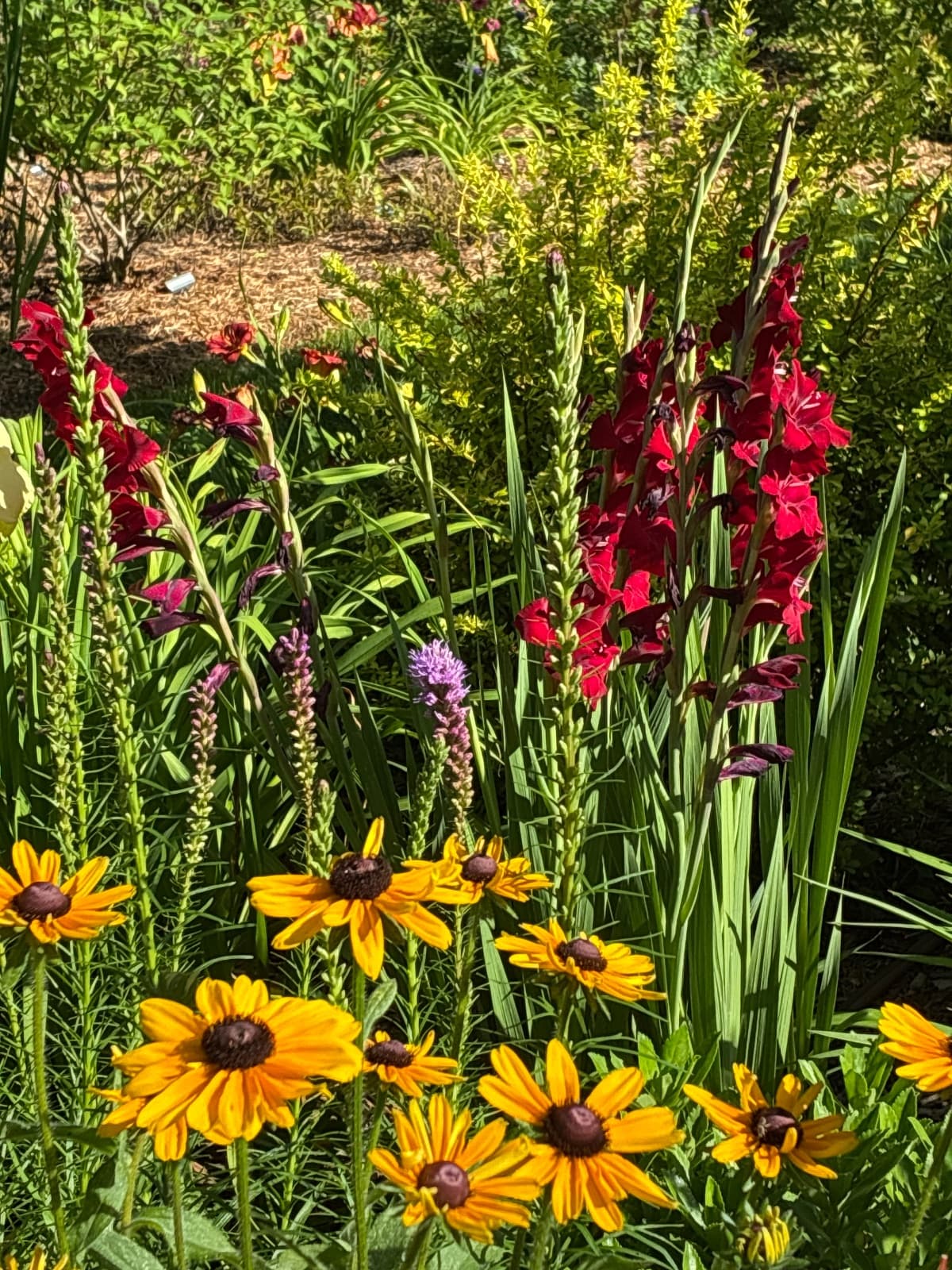 Red Draft Gladiolas