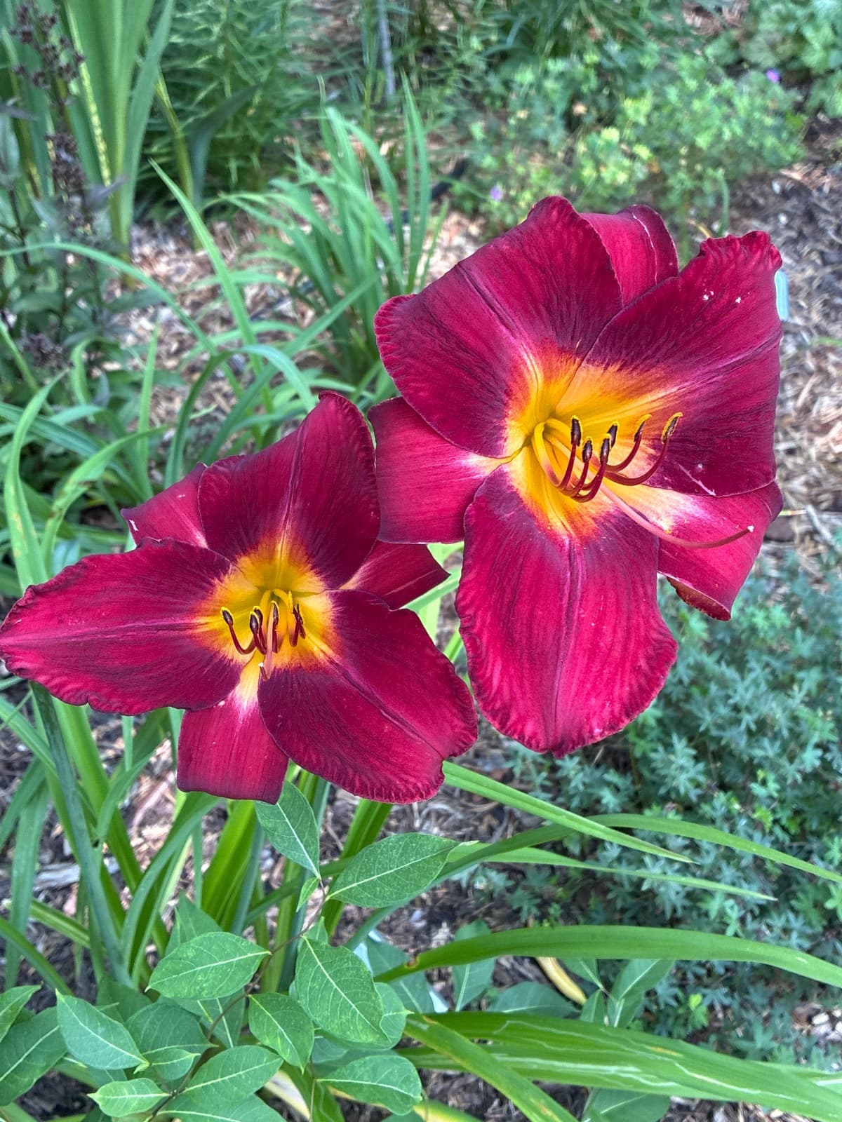 Red Volunteer