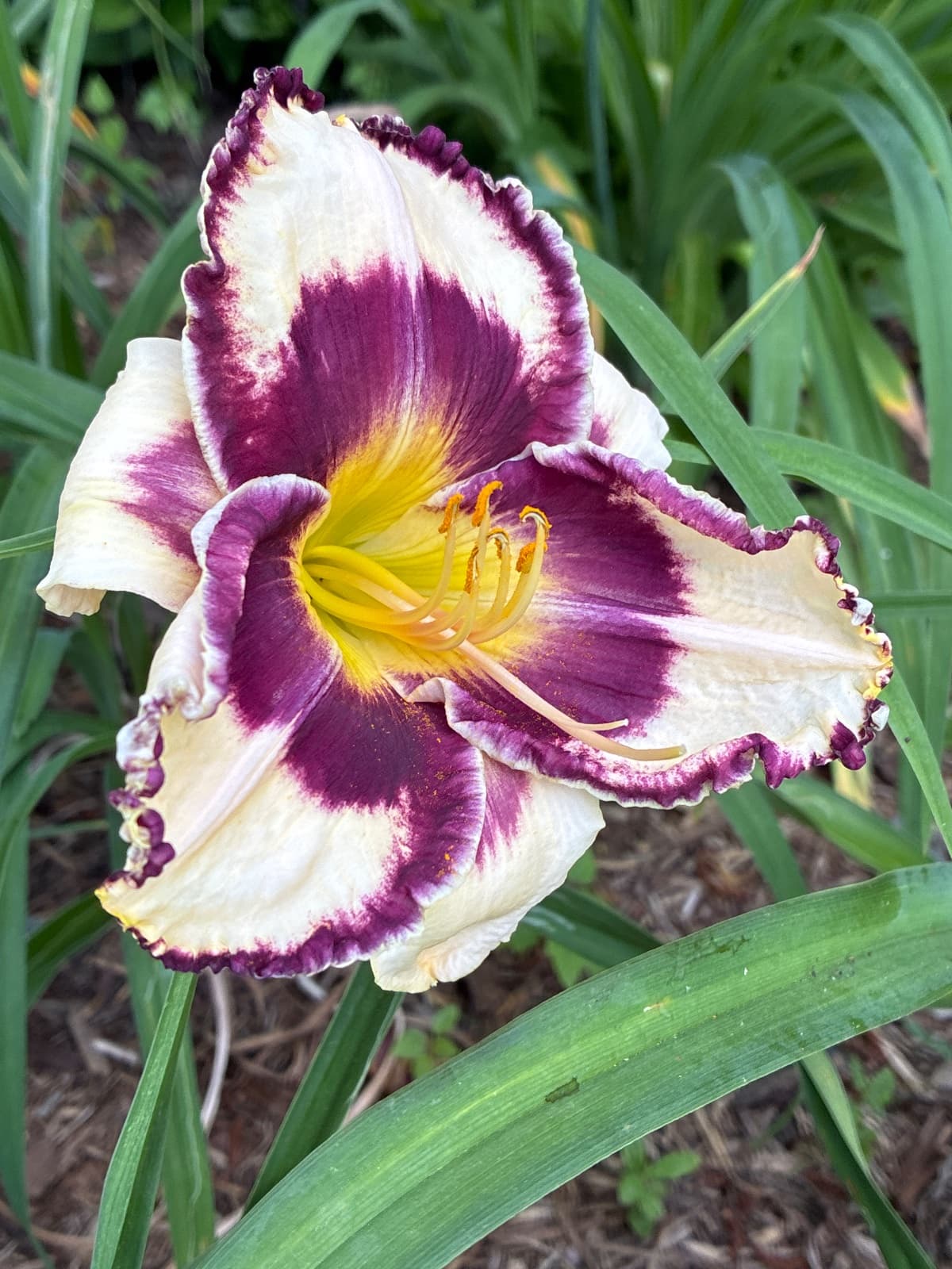 Ribbon of Darkness Daylily