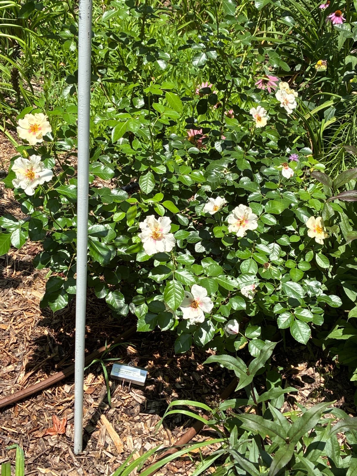 Ringo Landscape Rose