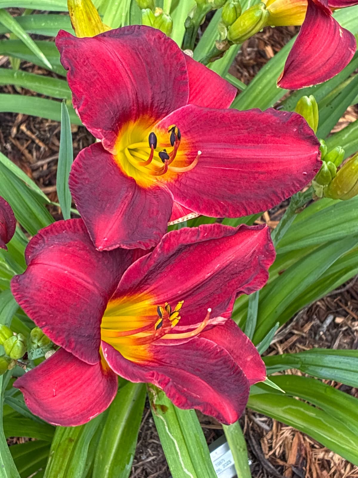 Roll Tide Daylily