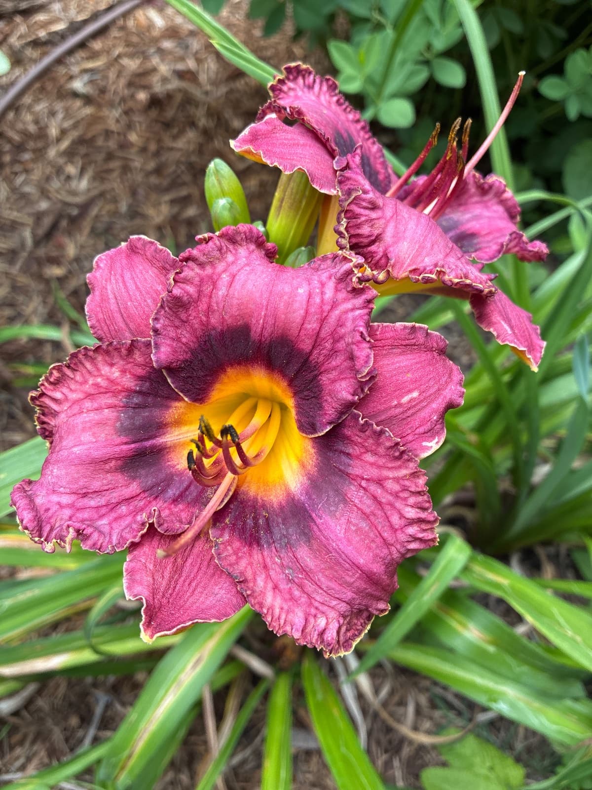Roy Orbison Daylily