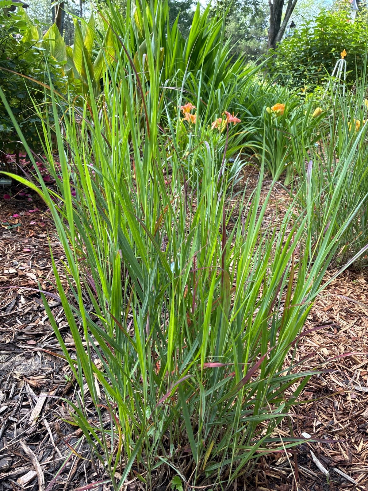 Ruby Ribbons Red Switch Grass