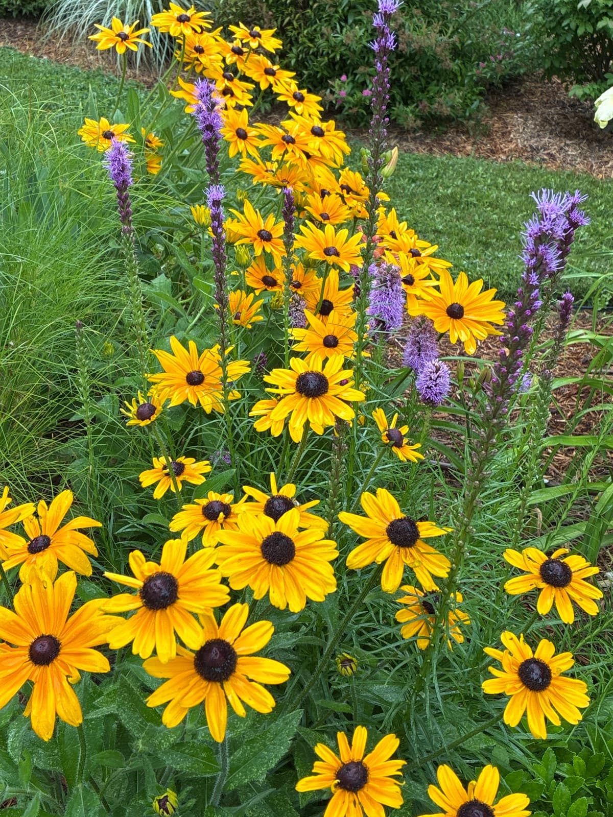 Rudbeckia