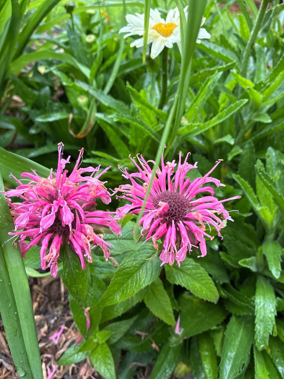 Scarlet Beebalm