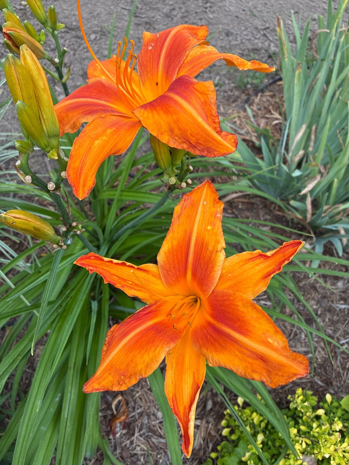 Screamcicle Daylily