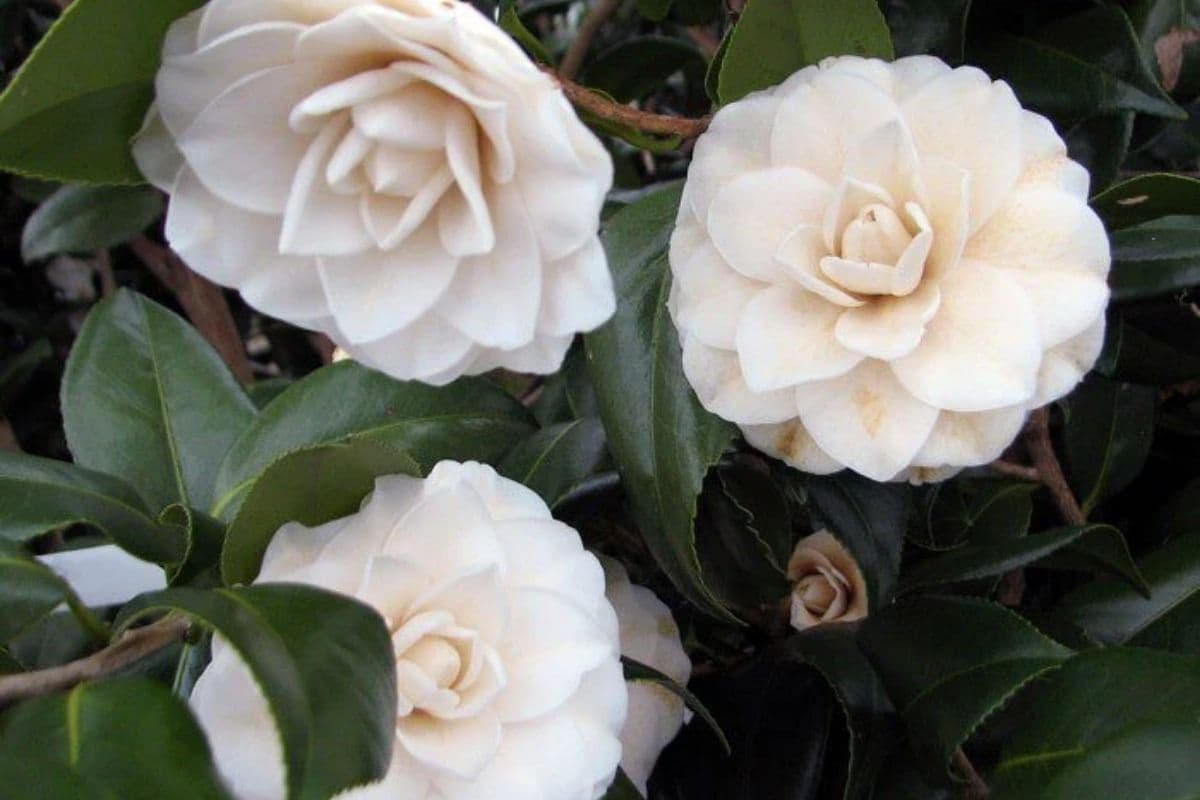 Seafoam Camellia