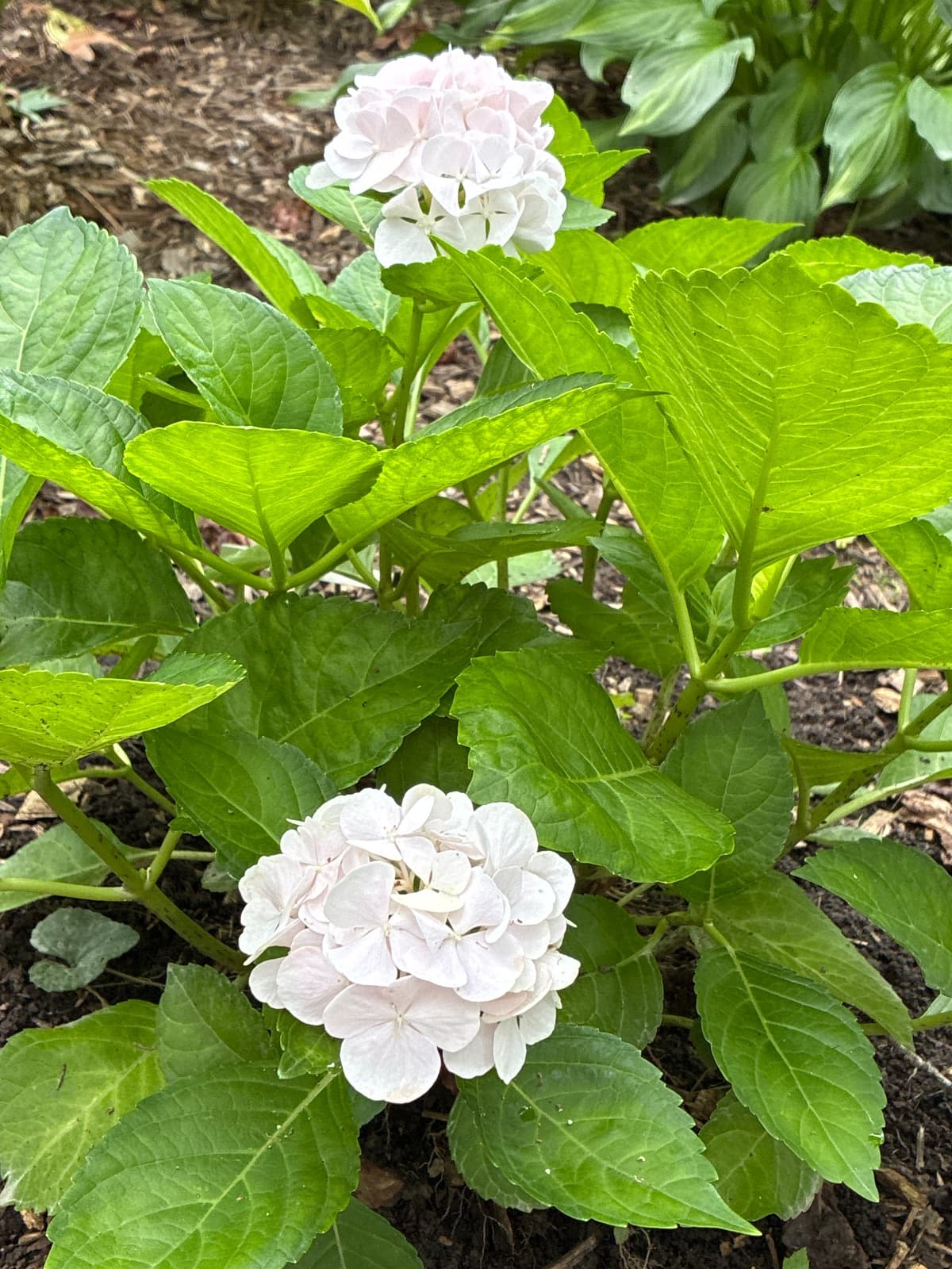 Seaside Serenade Hydrangea