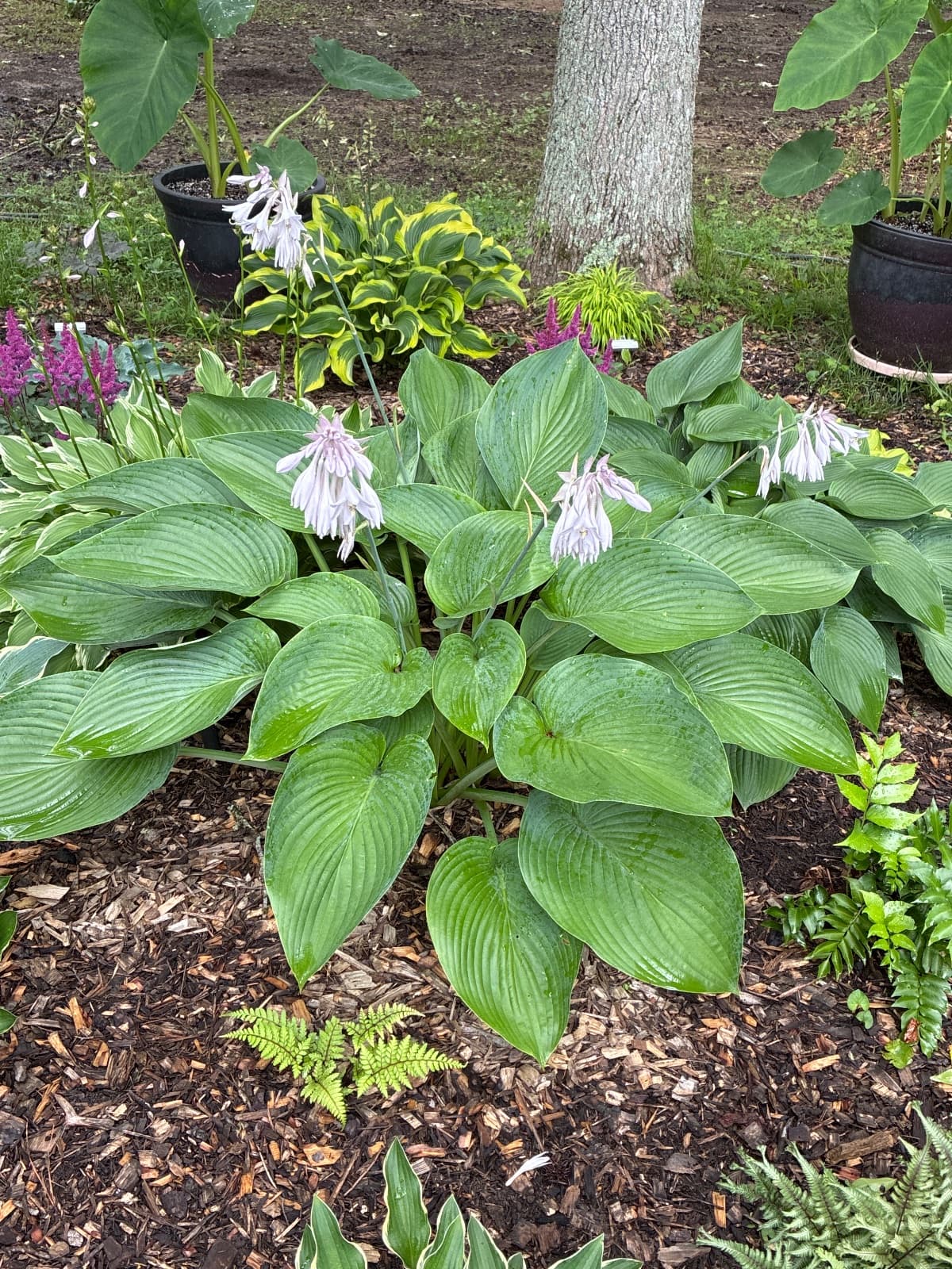 Shadowland Express Wu Hosta