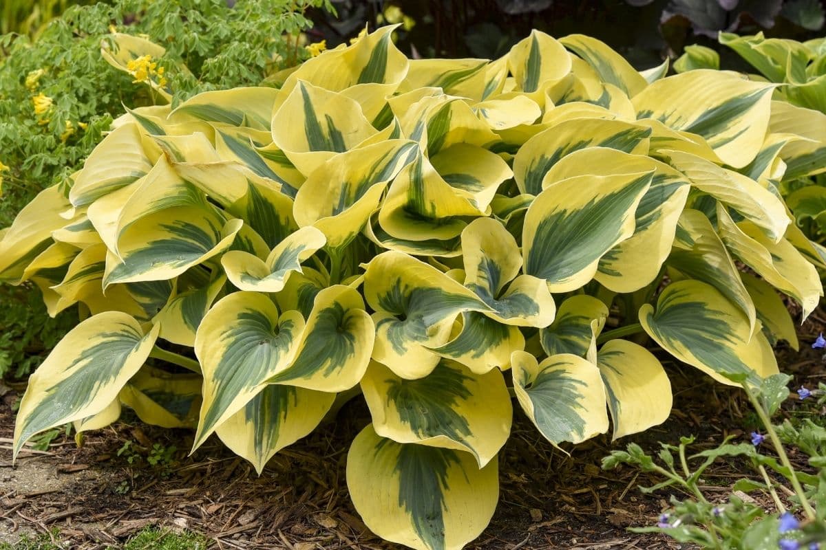 Shadowland Hosta