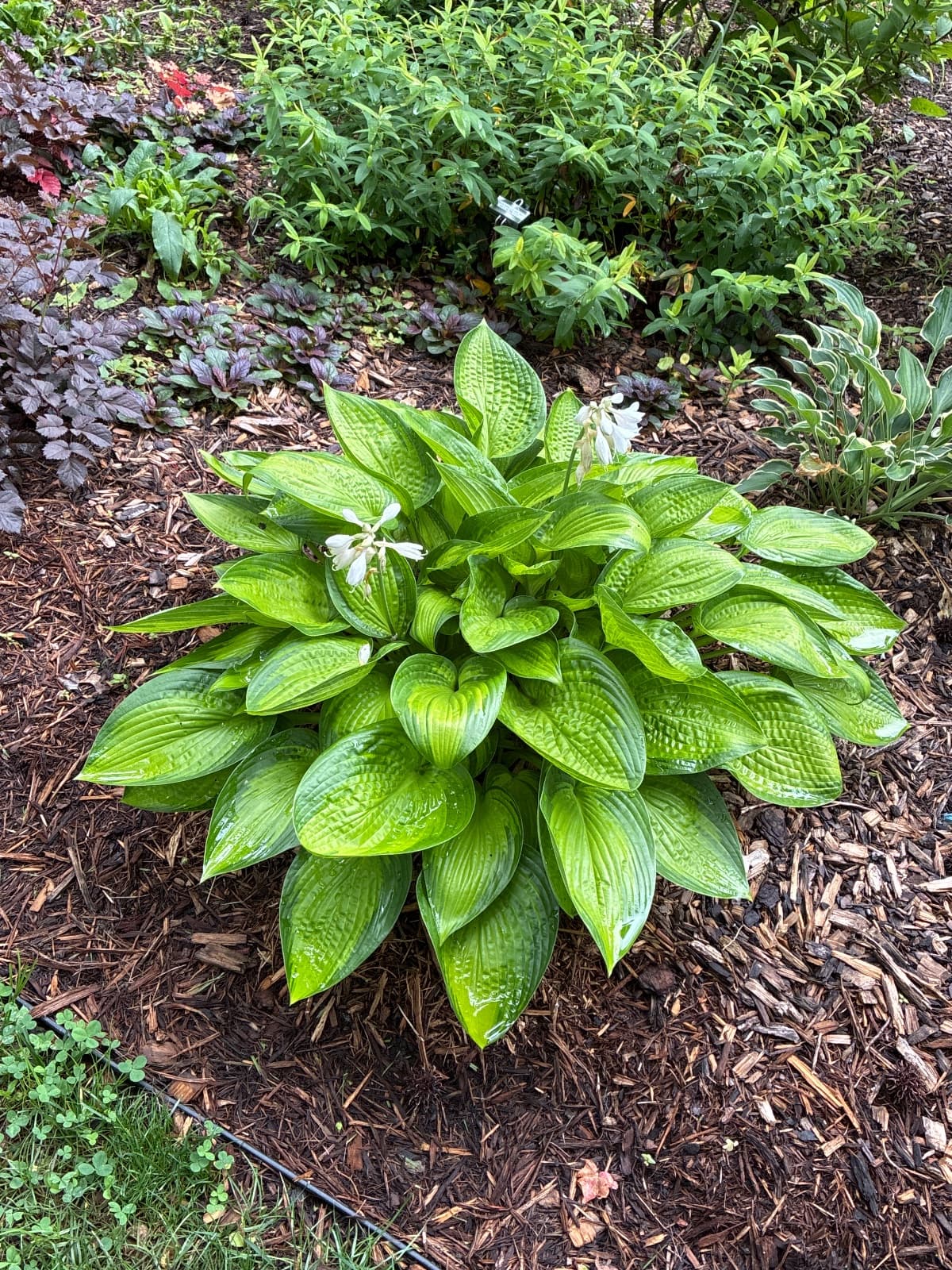 Shadowland Wheel Hosta