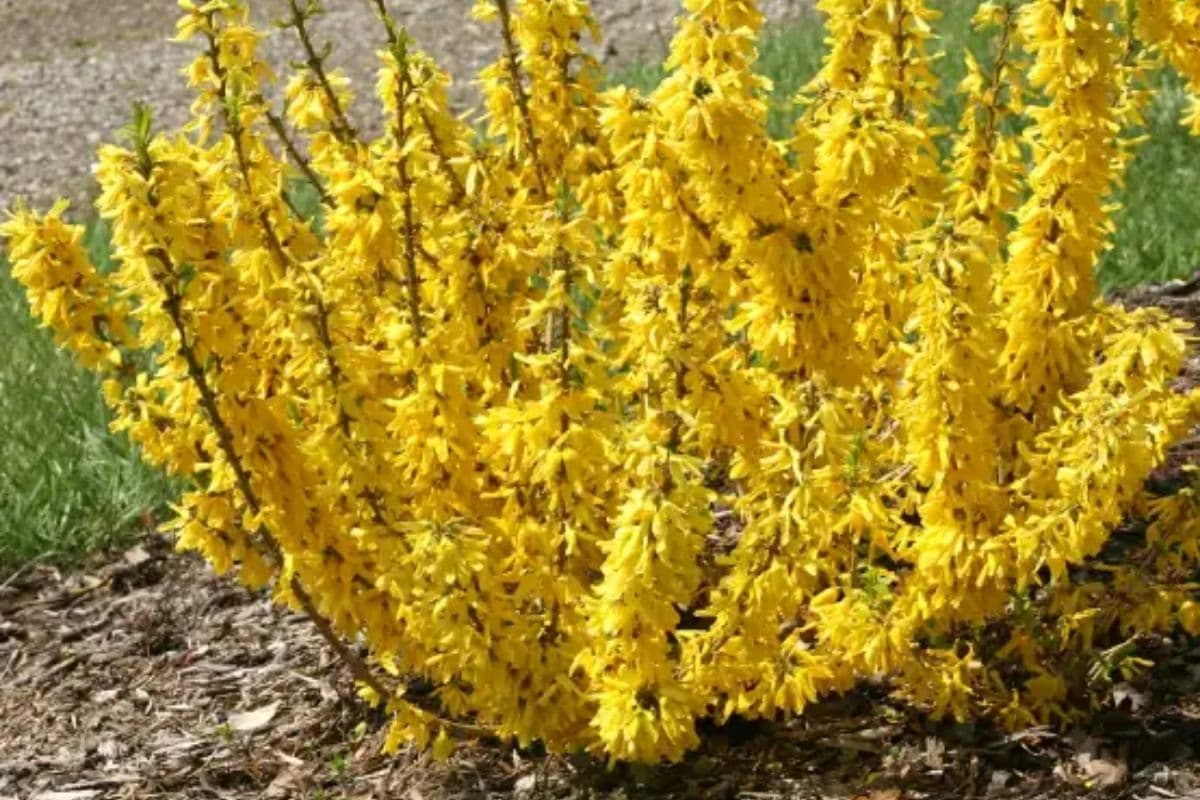 Show Off Starlet Forsythia