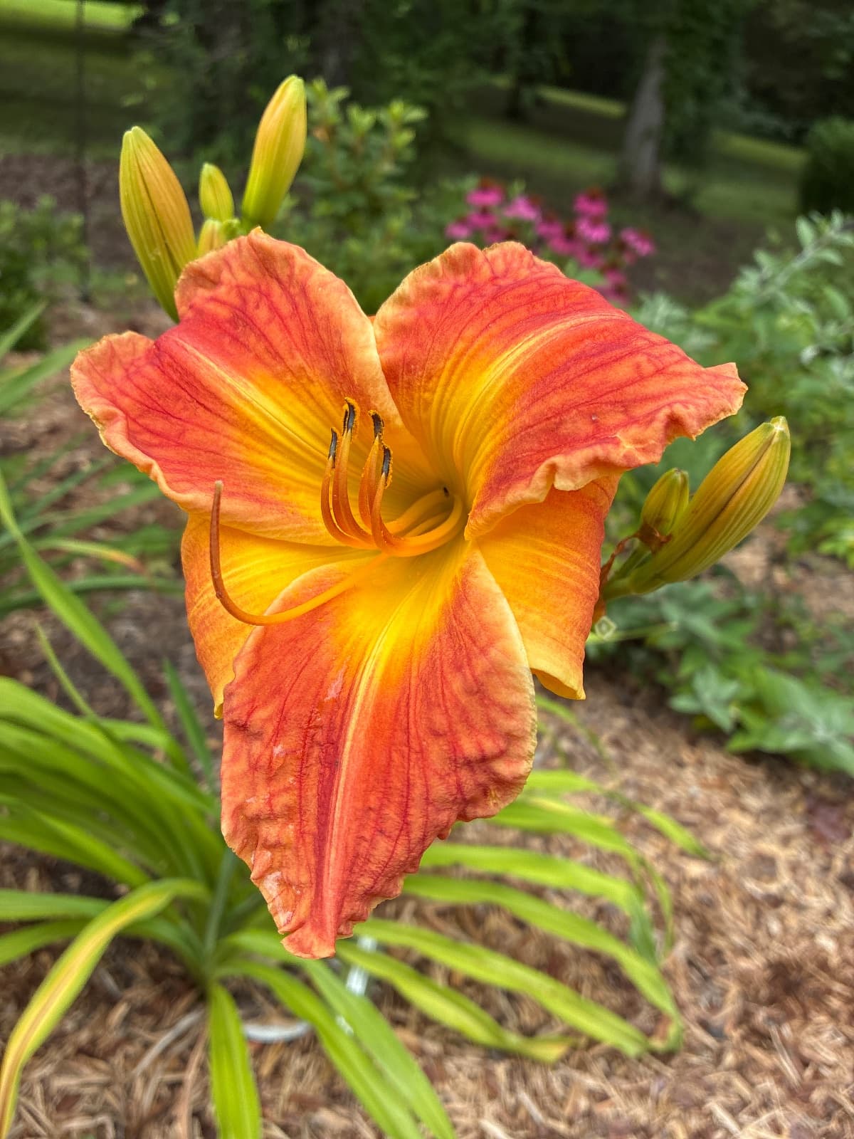 Siloam Sunburst Daylily