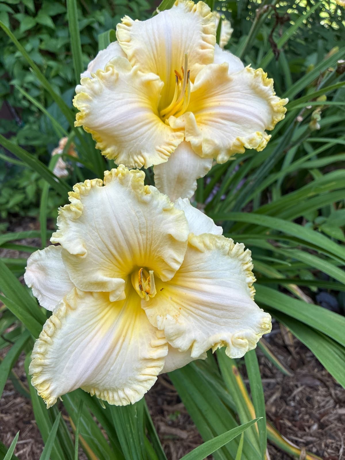 Small World Diamond Mine Daylily