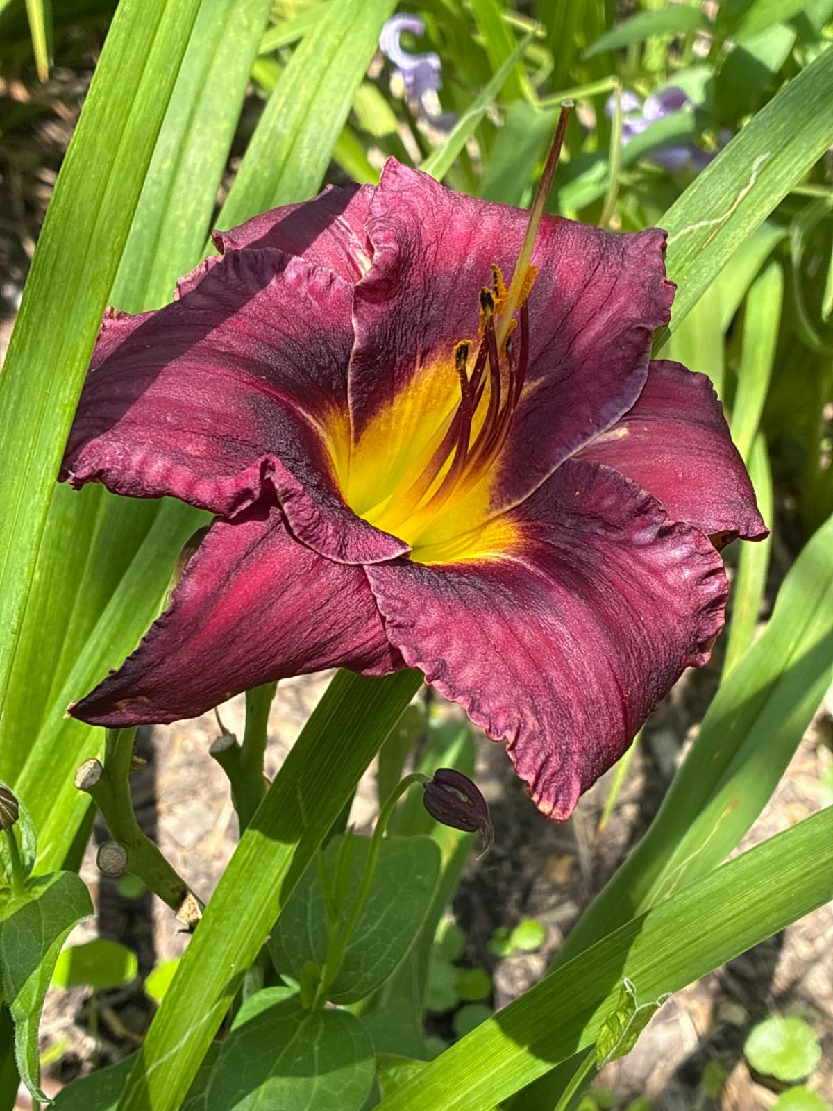Smoky the Bandit Daylily