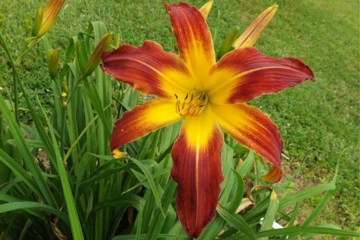 Smooth Kentucky Bourbon