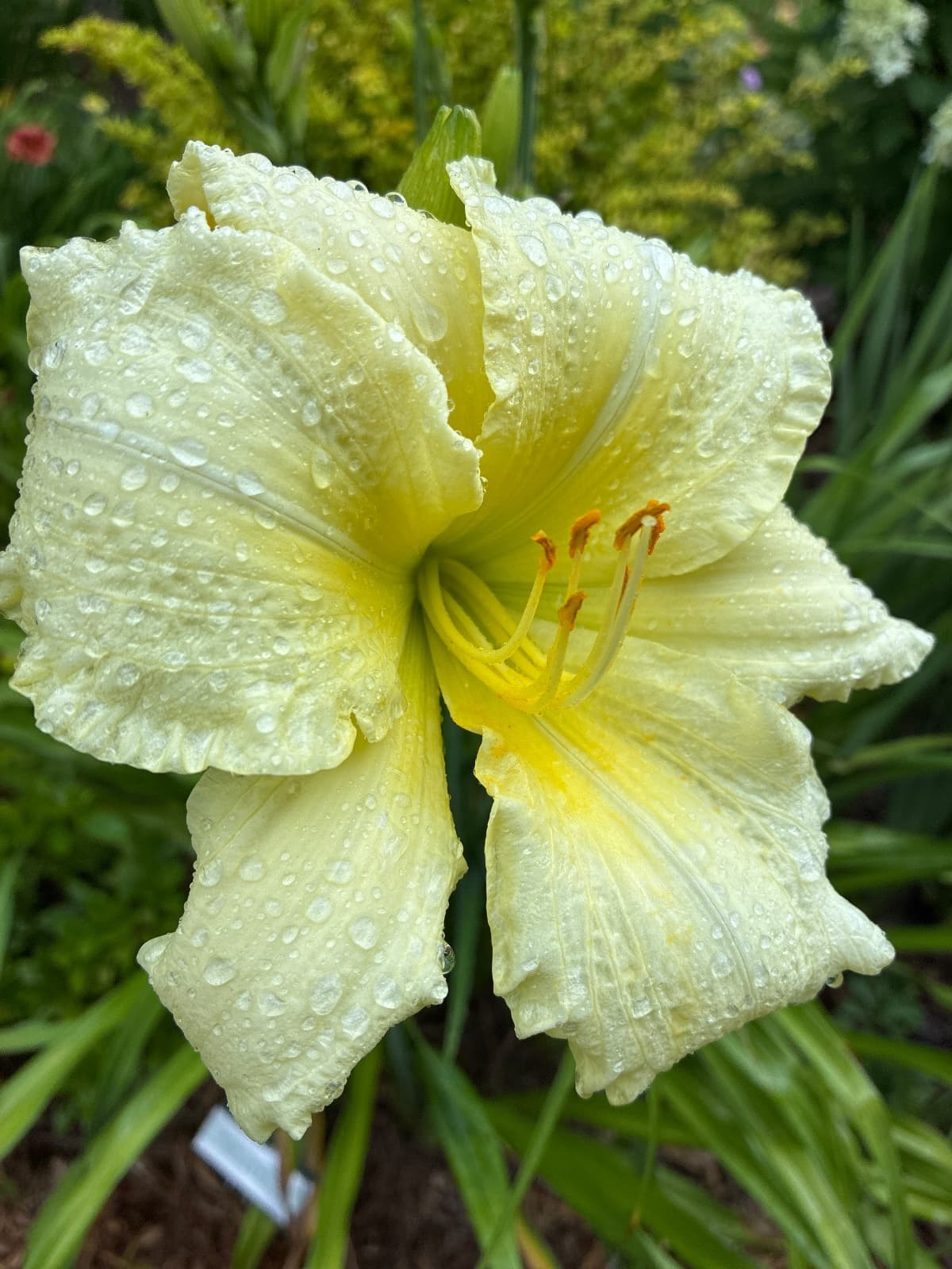 So Lovely Daylily