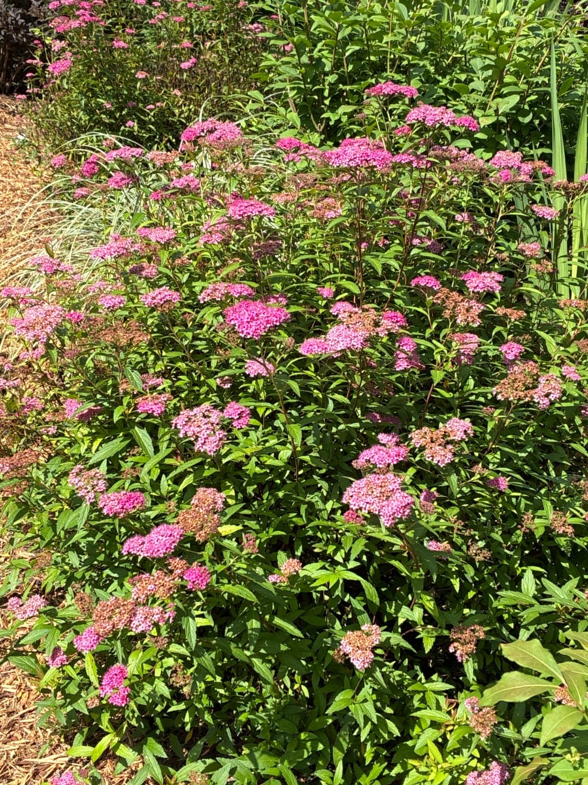 Spirea