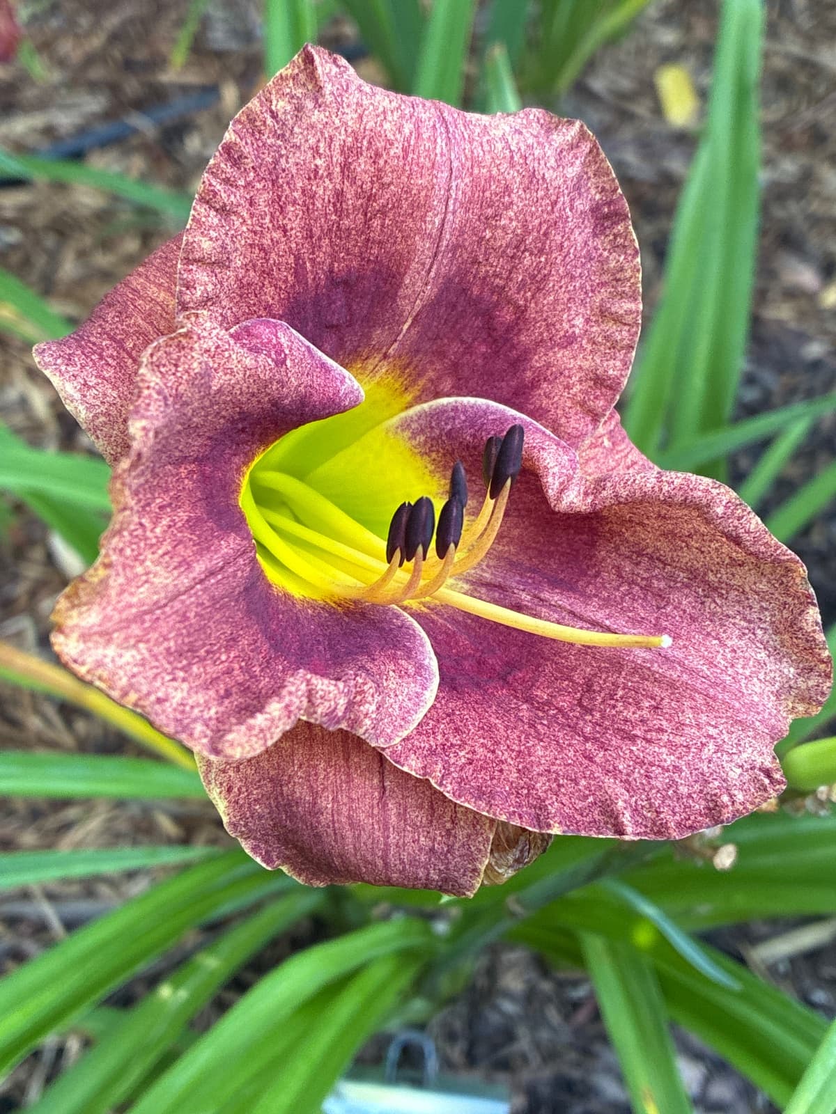 Spots Before My Eyes Daylily