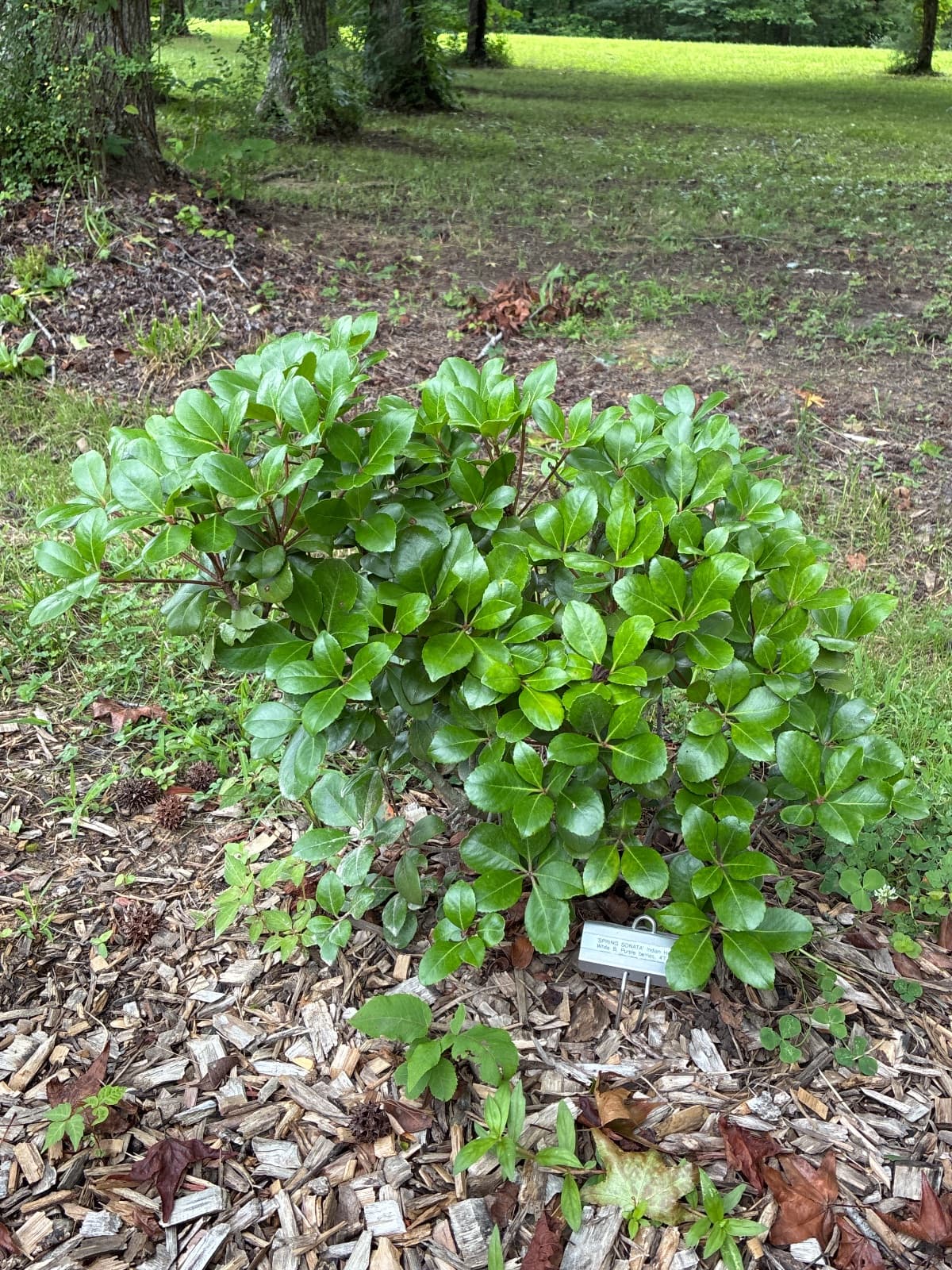 Spring Sonata Indian Hawthorne