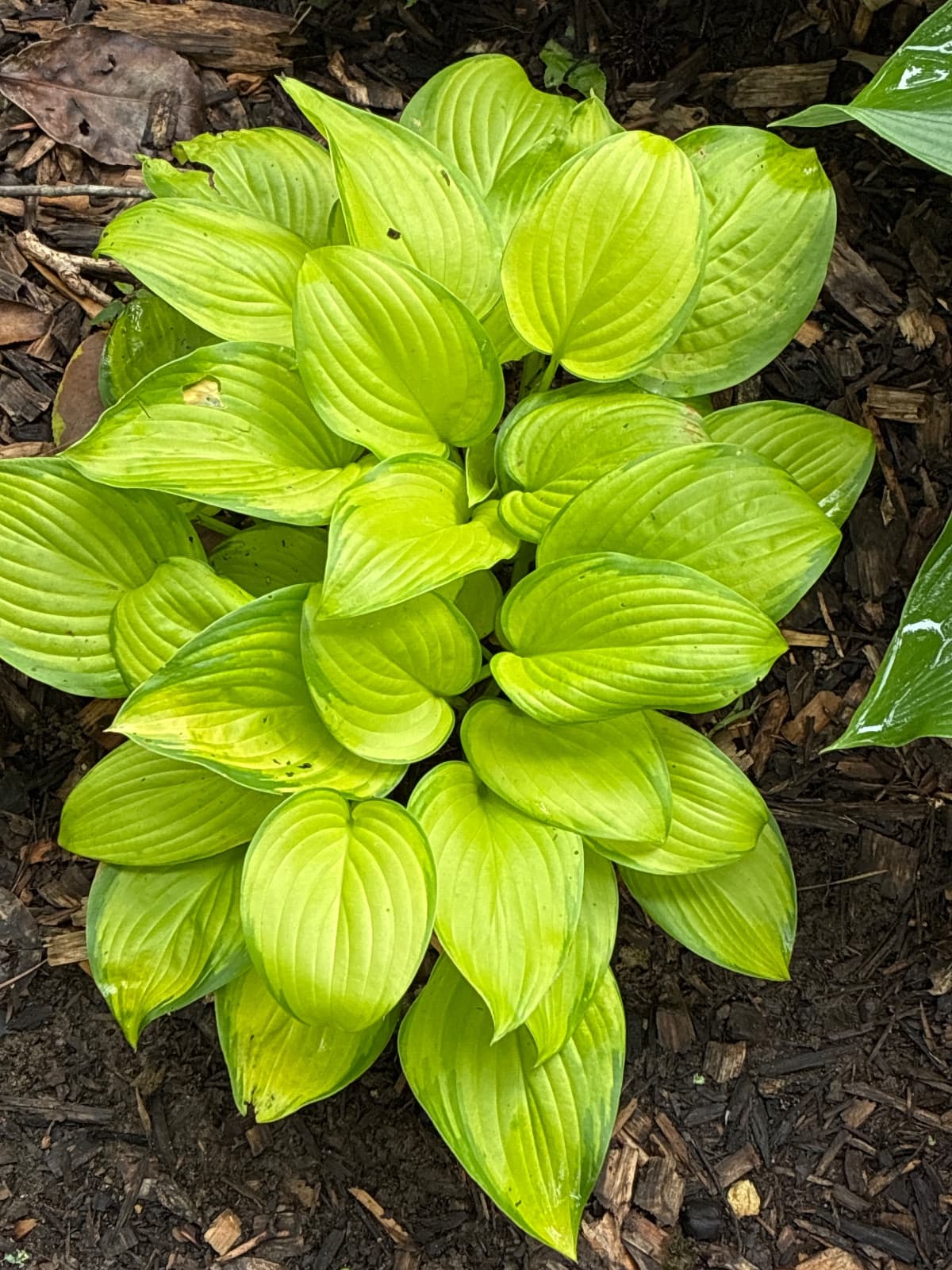 Stained Glass Hosta
