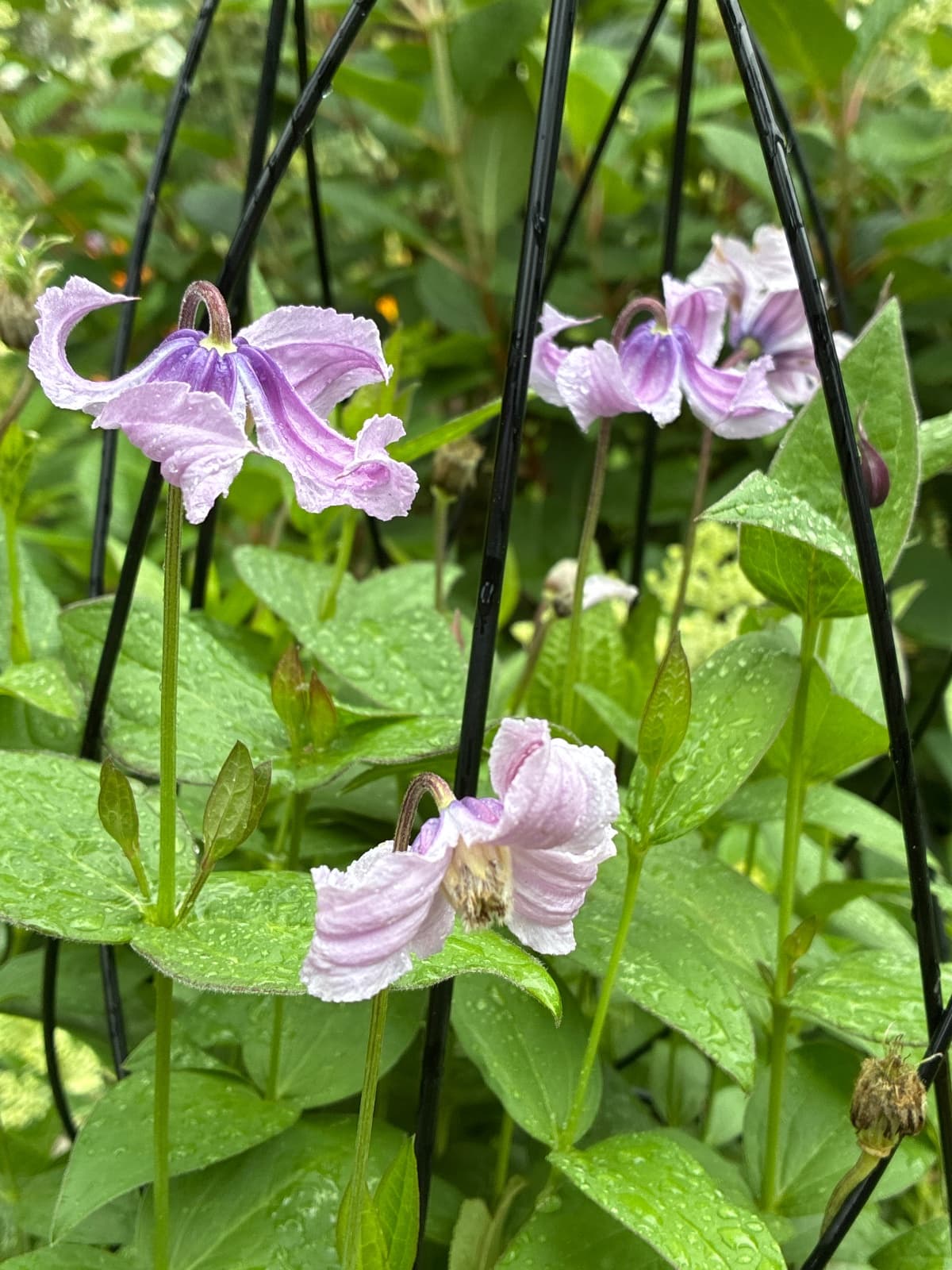 Stand By Me Bush Clematis