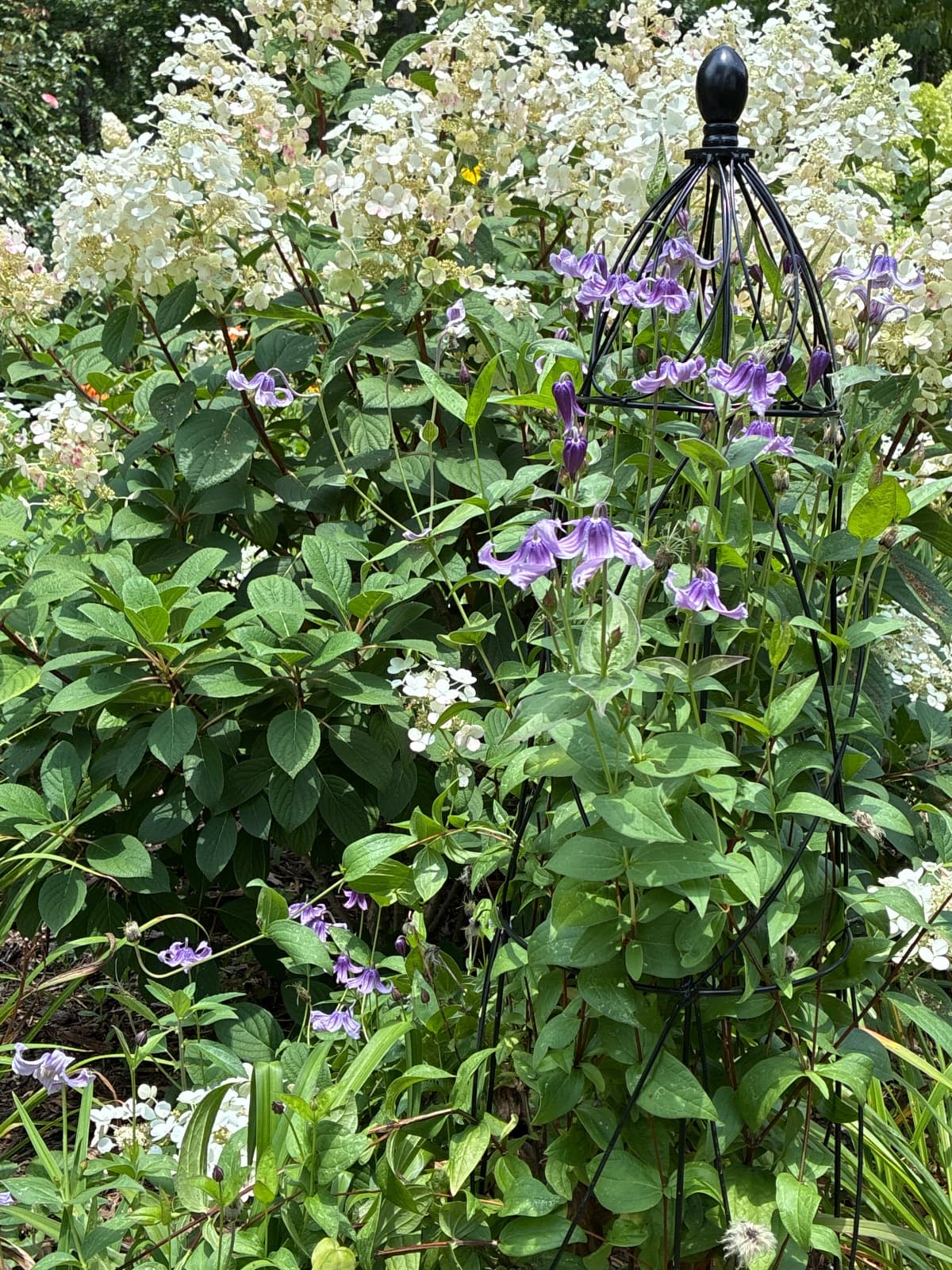 Stand By Me Clematis