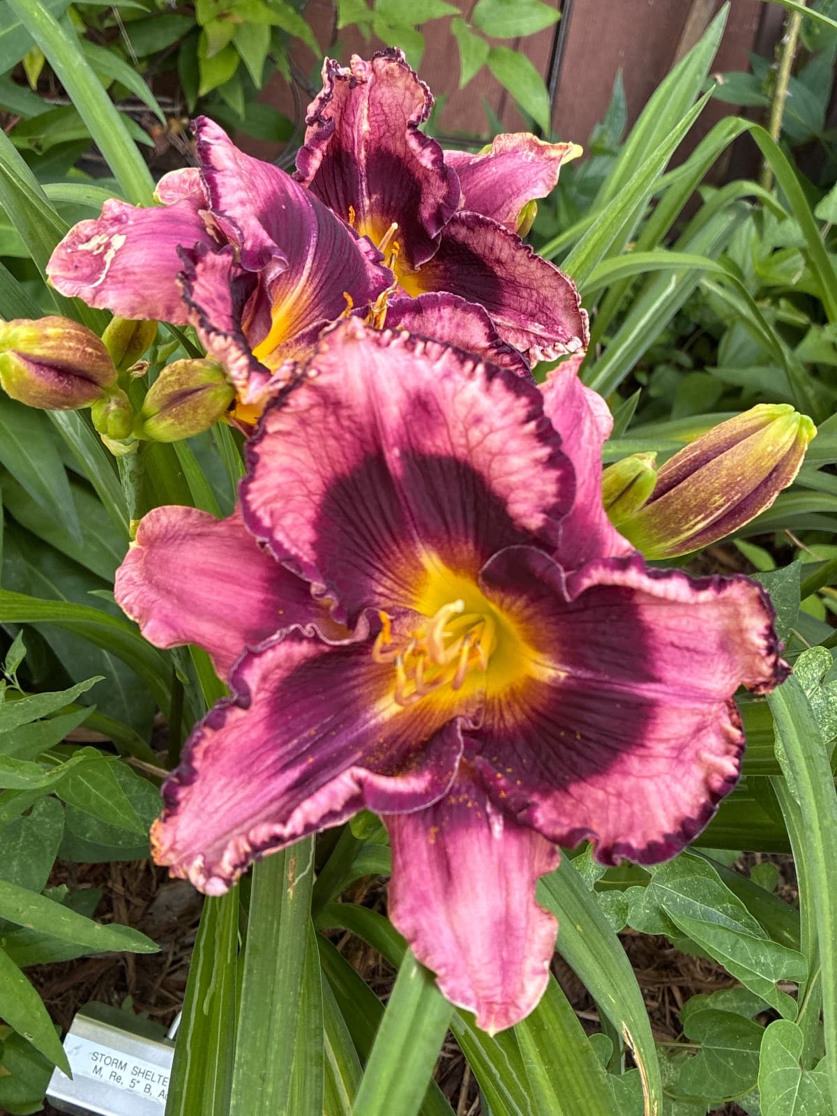 Storm Shelter Daylily