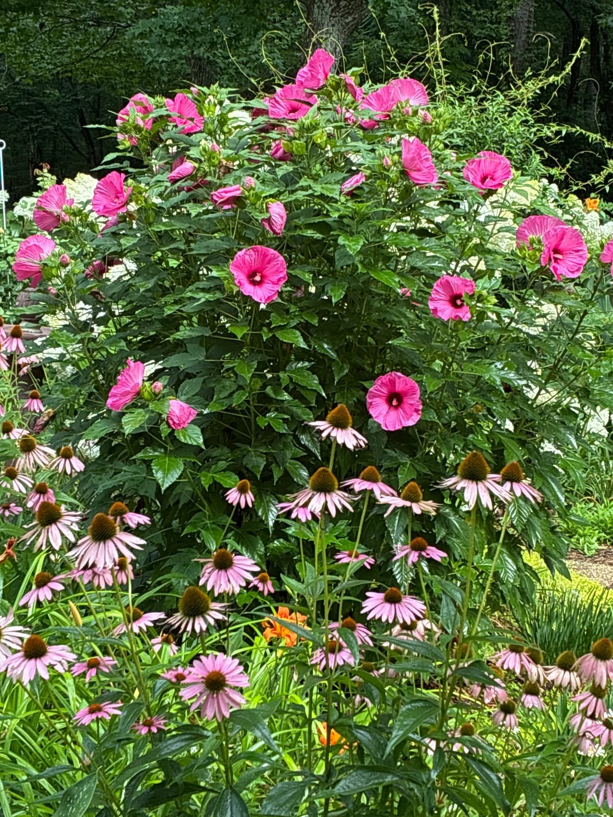 Summerific "Candy Crush" Hydrangea