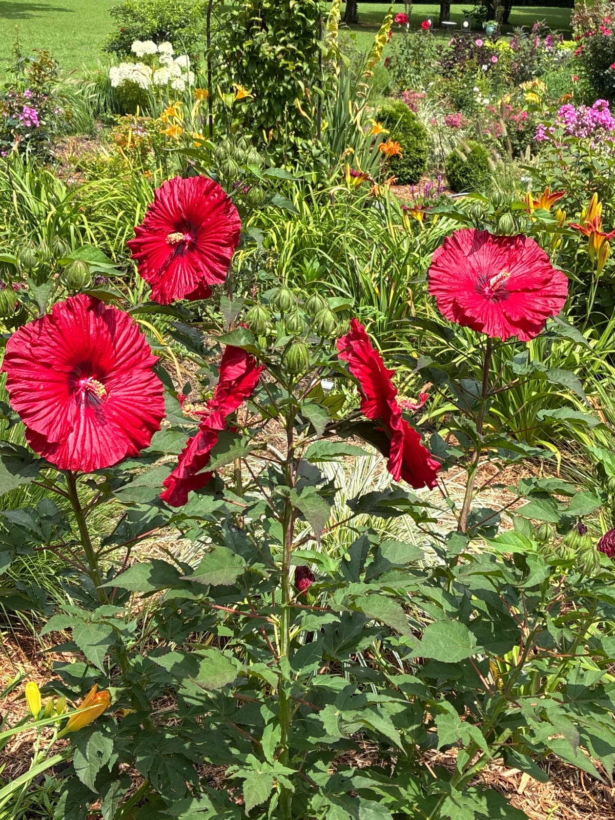 Summerific "Garnet Globes" Rose Mallow Hibiscus