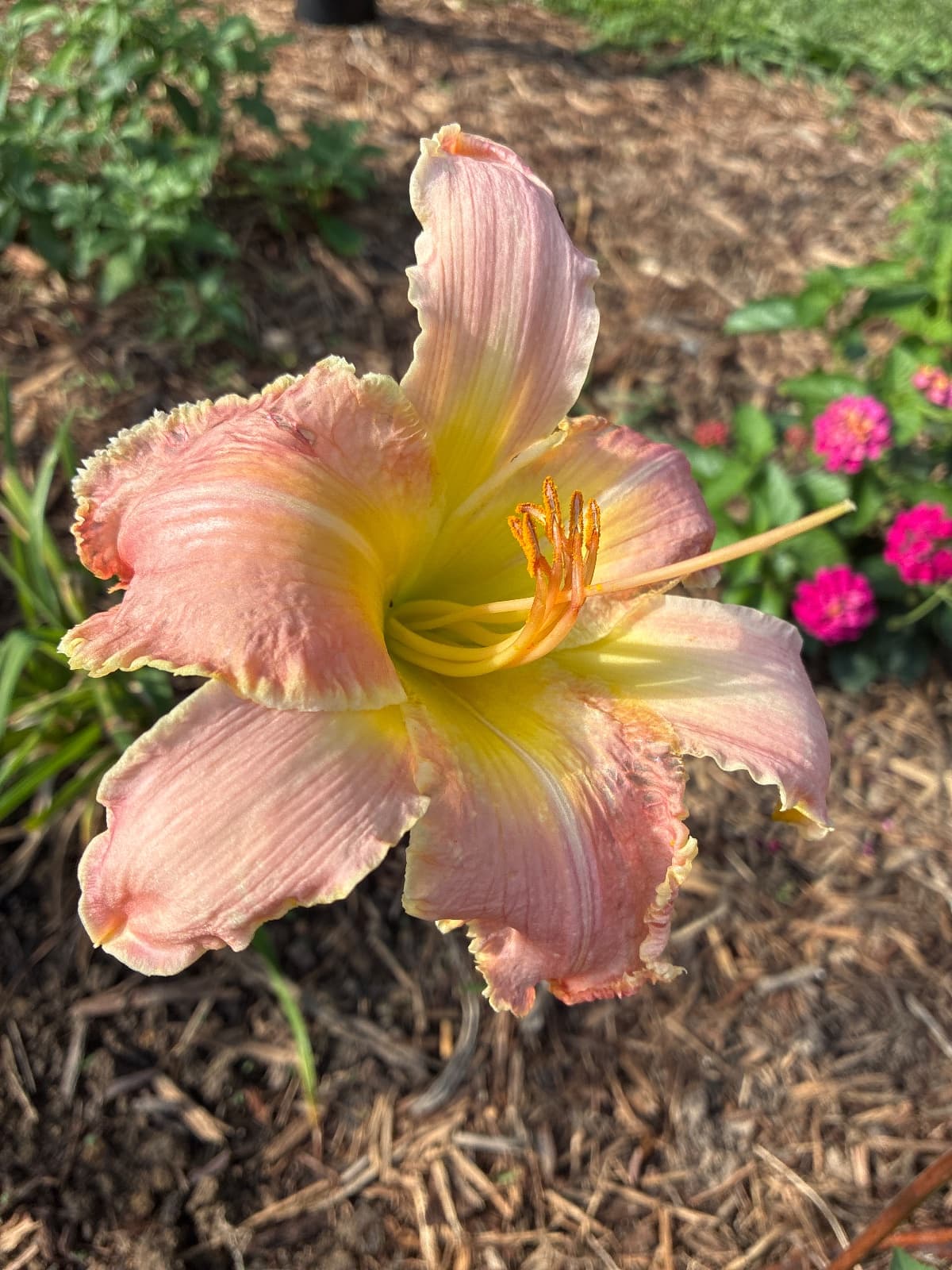 Sun Kissed Passion Daylily