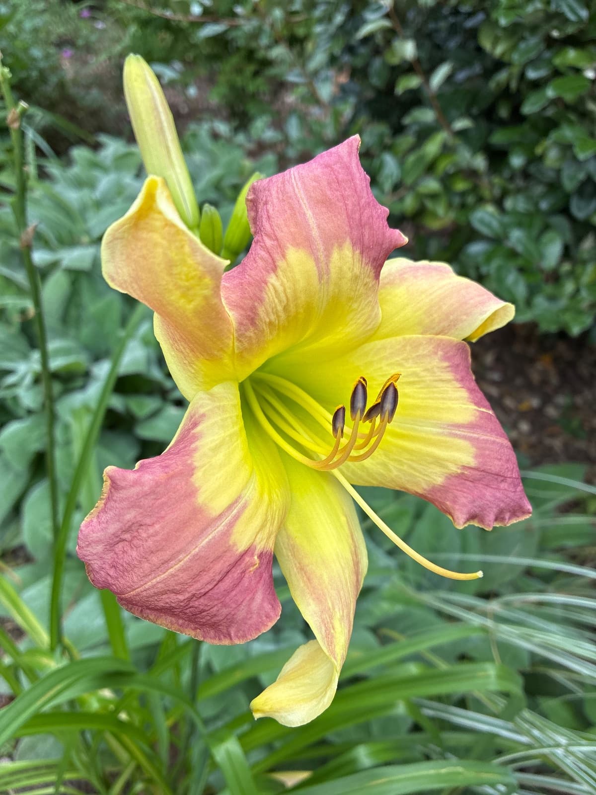 Tantra Boogie Daylily